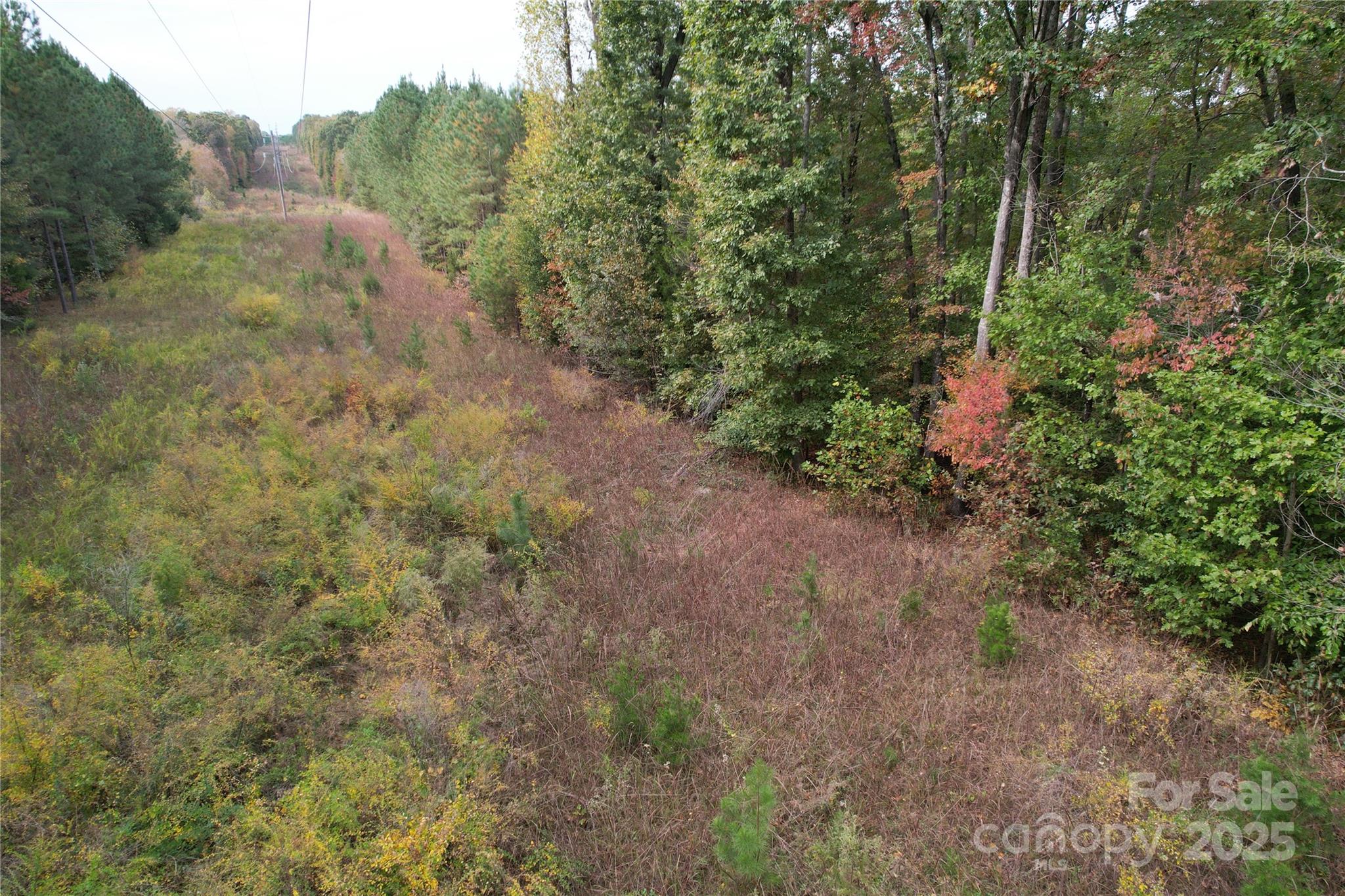 Tbd Miles Road Dallas, NC 28034 - Photo 13 of 14 a view of a forest with trees in the background
