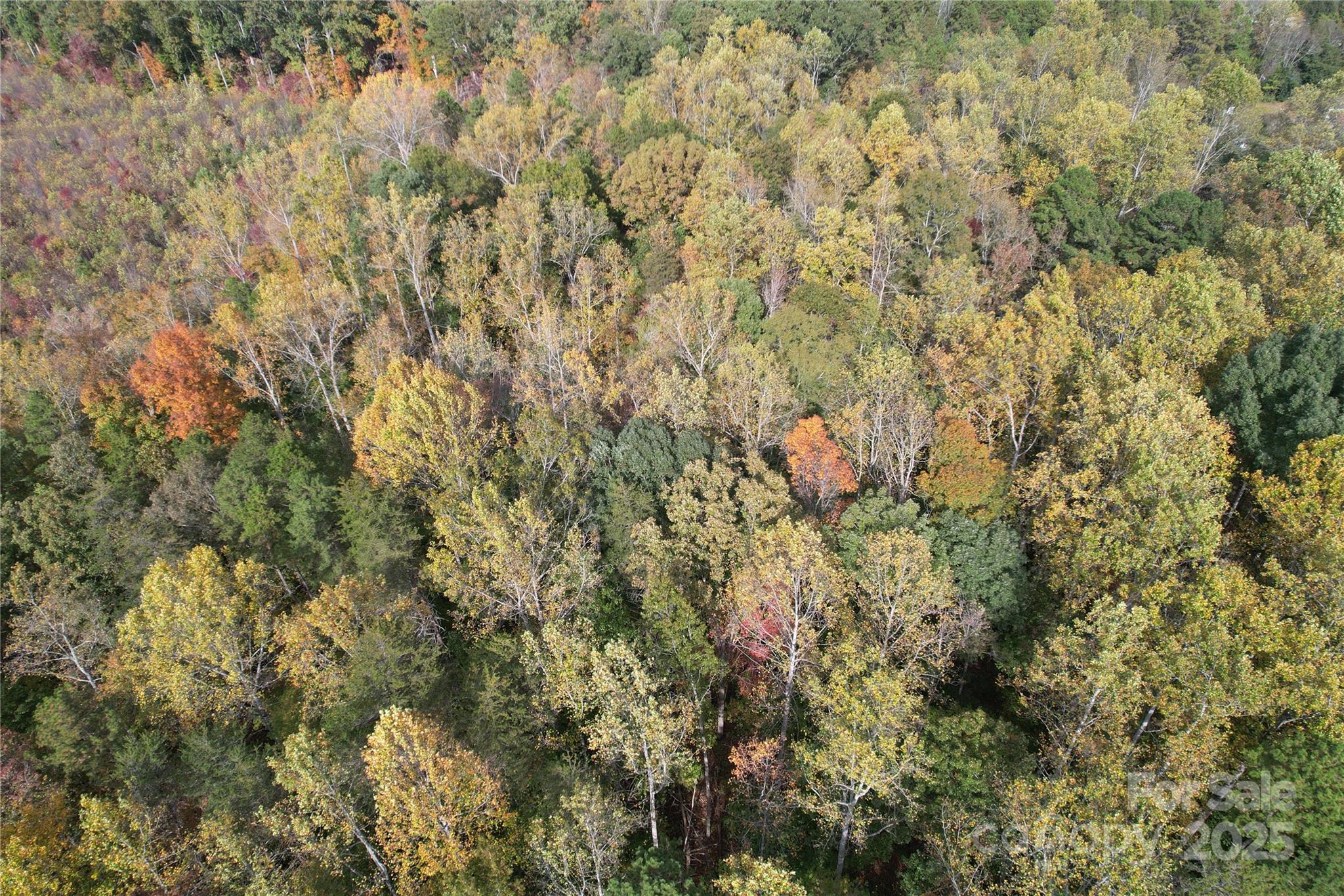 Tbd Miles Road Dallas, NC 28034 - Photo 10 of 14 a backyard of a house with lots of trees