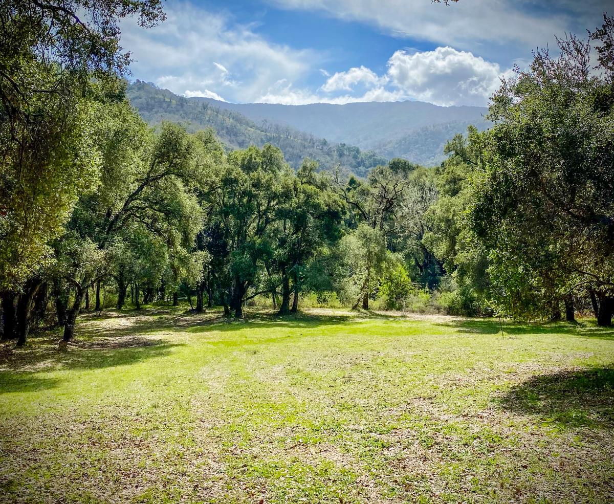 2 Arrowmaker Trace Carmel, CA 93923 - Photo 1 of 16 a view of a yard with a trees