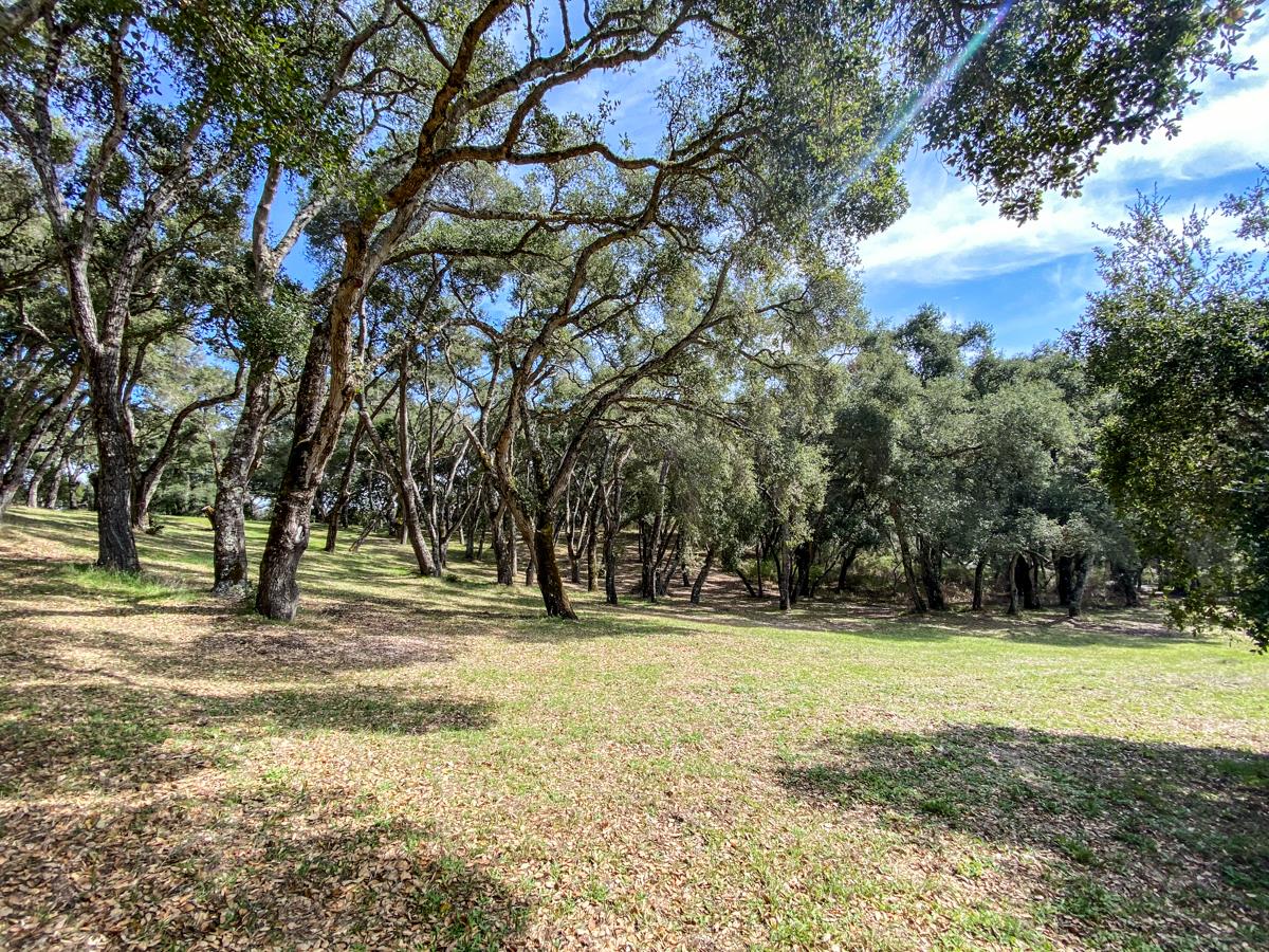 2 Arrowmaker Trace Carmel, CA 93923 - Photo 12 of 16 a view of outdoor space with trees all around