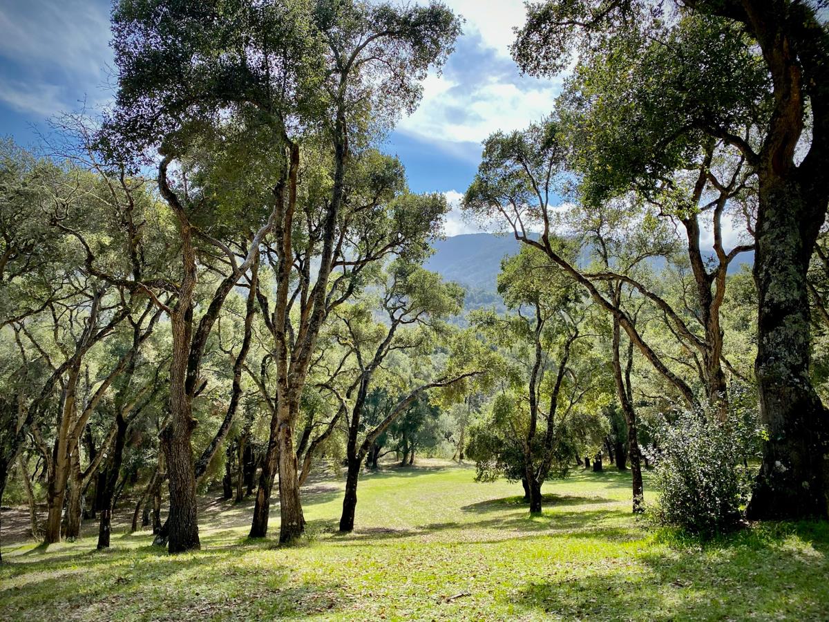 2 Arrowmaker Trace Carmel, CA 93923 - Photo 14 of 16 a view of a park with lots of trees