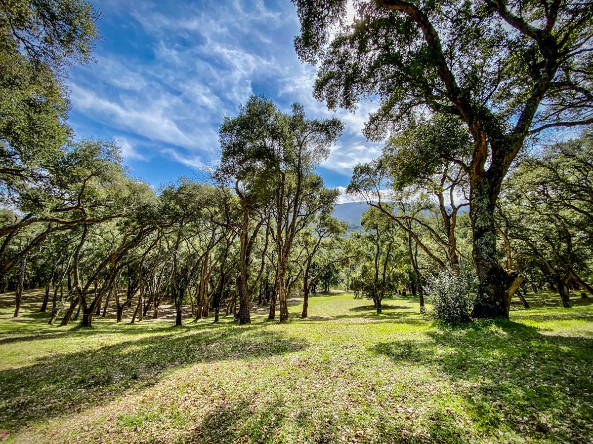 2 Arrowmaker Trace Carmel, CA 93923 - Photo 15 of 16 a view of yard with trees