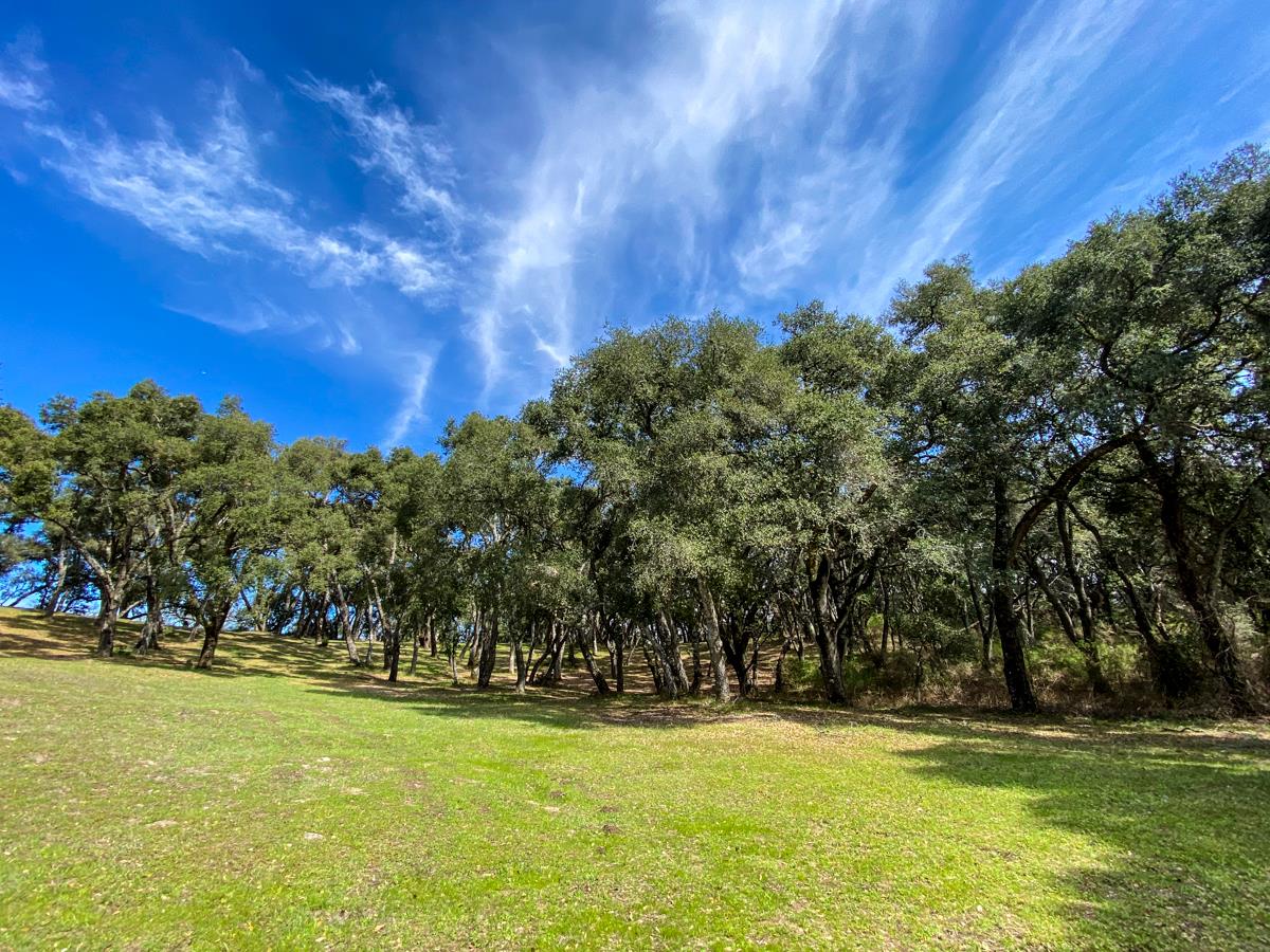 2 Arrowmaker Trace Carmel, CA 93923 - Photo 4 of 16 a view of yard with swimming pool and trees