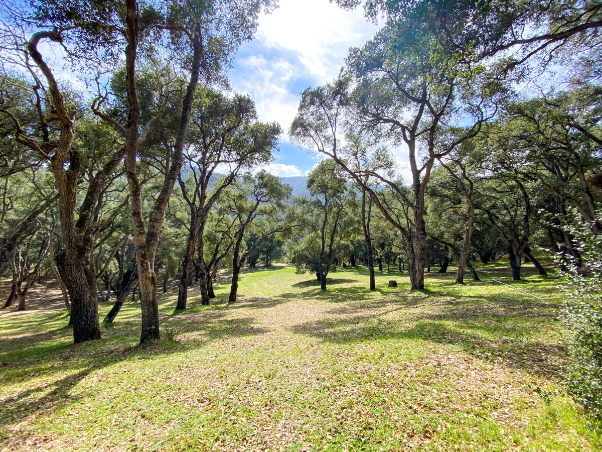 2 Arrowmaker Trace Carmel, CA 93923 - Photo 5 of 16 a view of outdoor space with trees