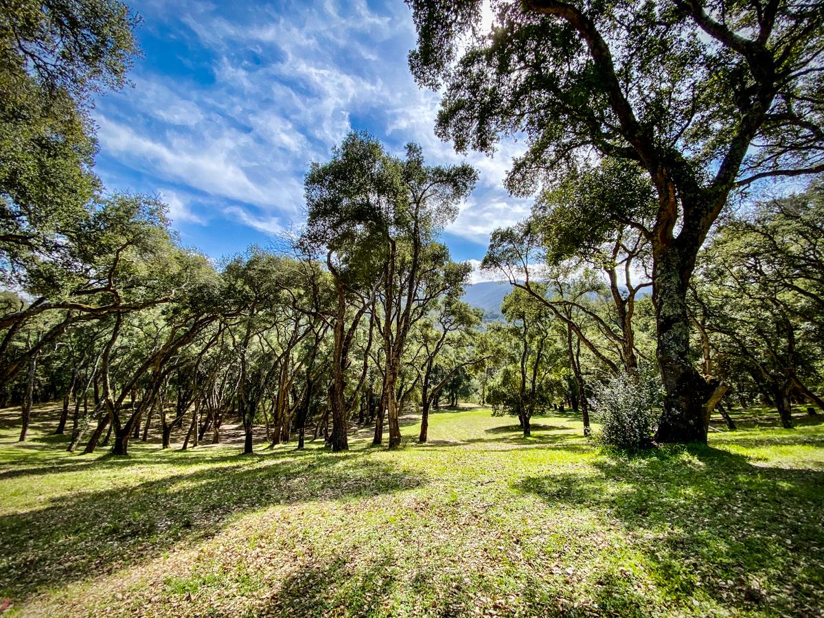 2 Arrowmaker Trace Carmel, CA 93923 - Photo 6 of 16 a view of yard with trees