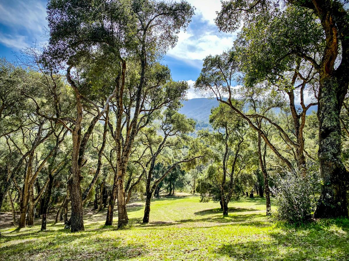 2 Arrowmaker Trace Carmel, CA 93923 - Photo 7 of 16 a view of park with trees
