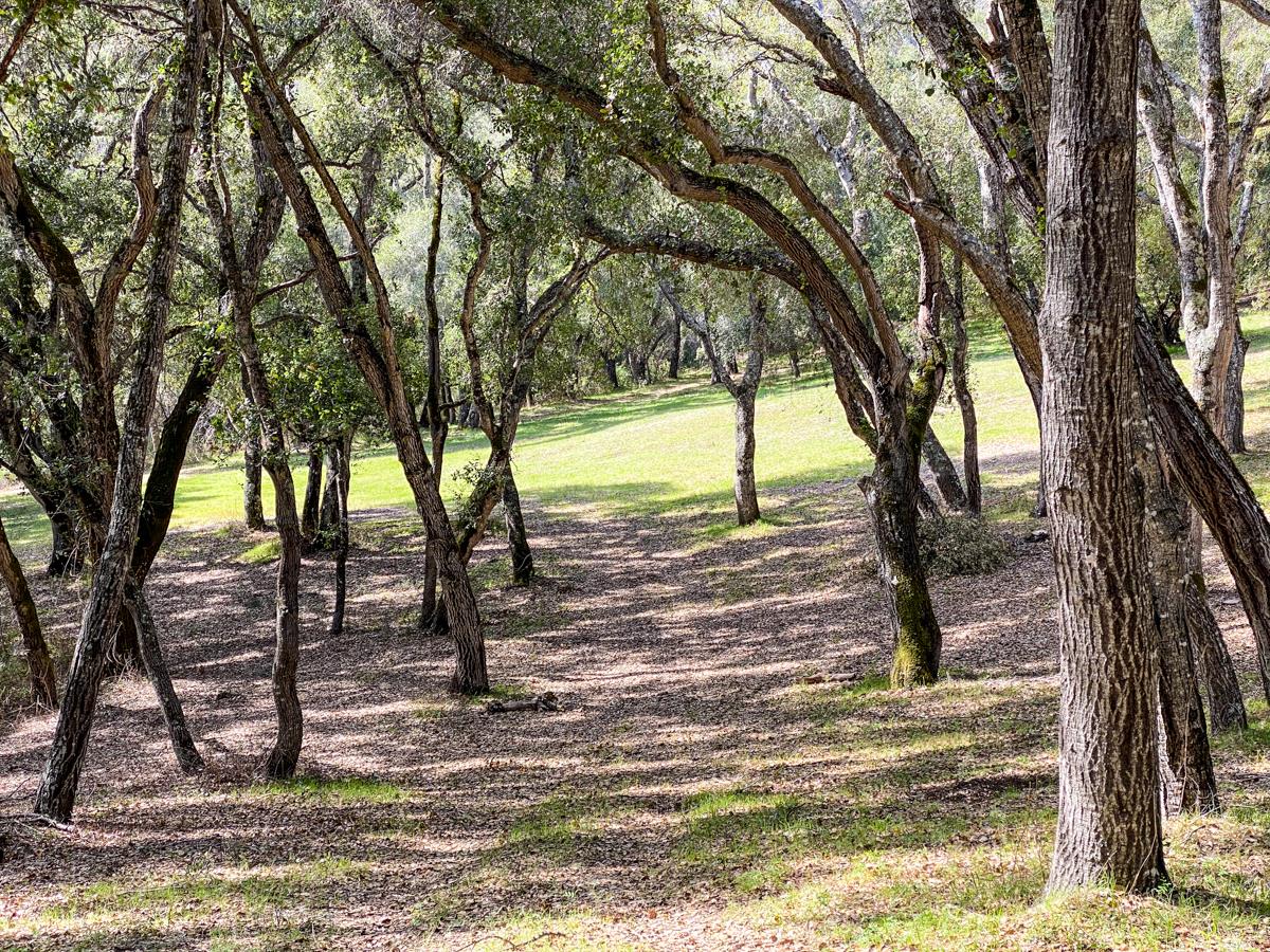 2 Arrowmaker Trace Carmel, CA 93923 - Photo 8 of 16 a view of a yard with trees