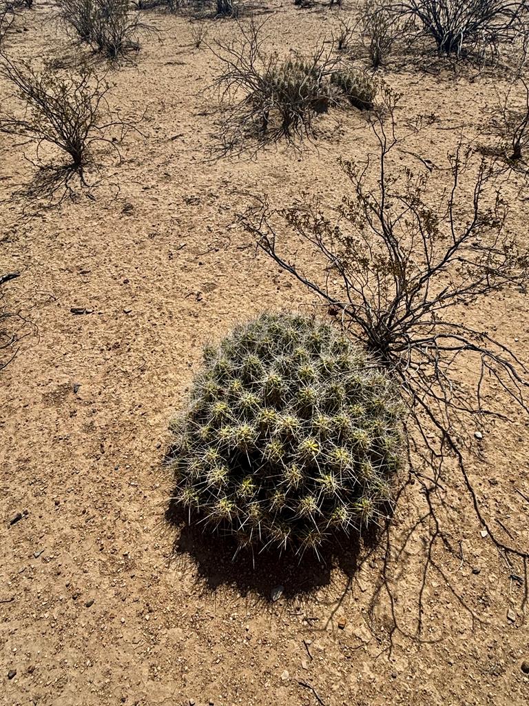 261 Romero Road Alpine, TX 79830 - Photo 8 of 26 Gallery Image 8