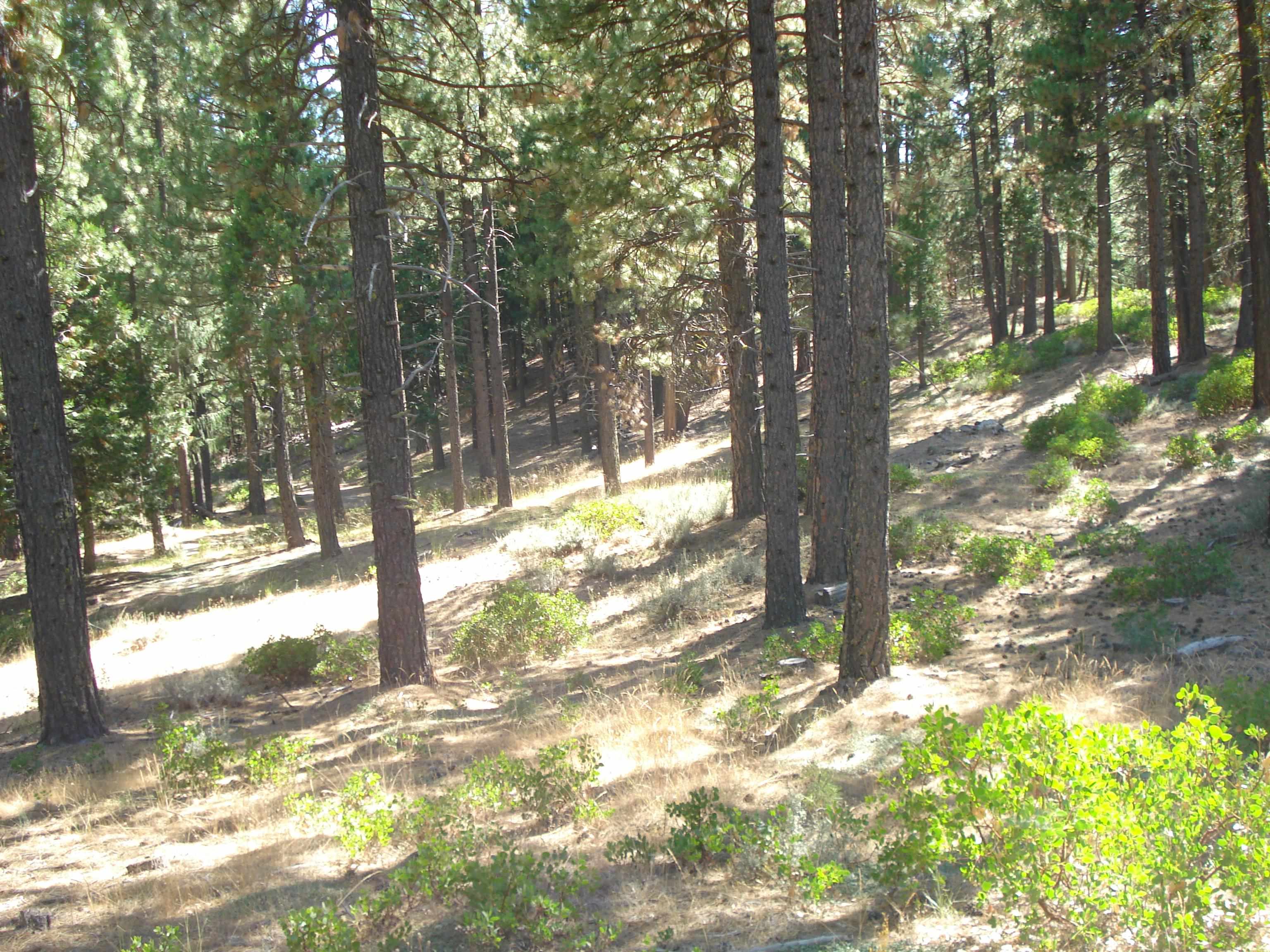 455 C Road Clio, CA 96106 - Photo 12 of 13