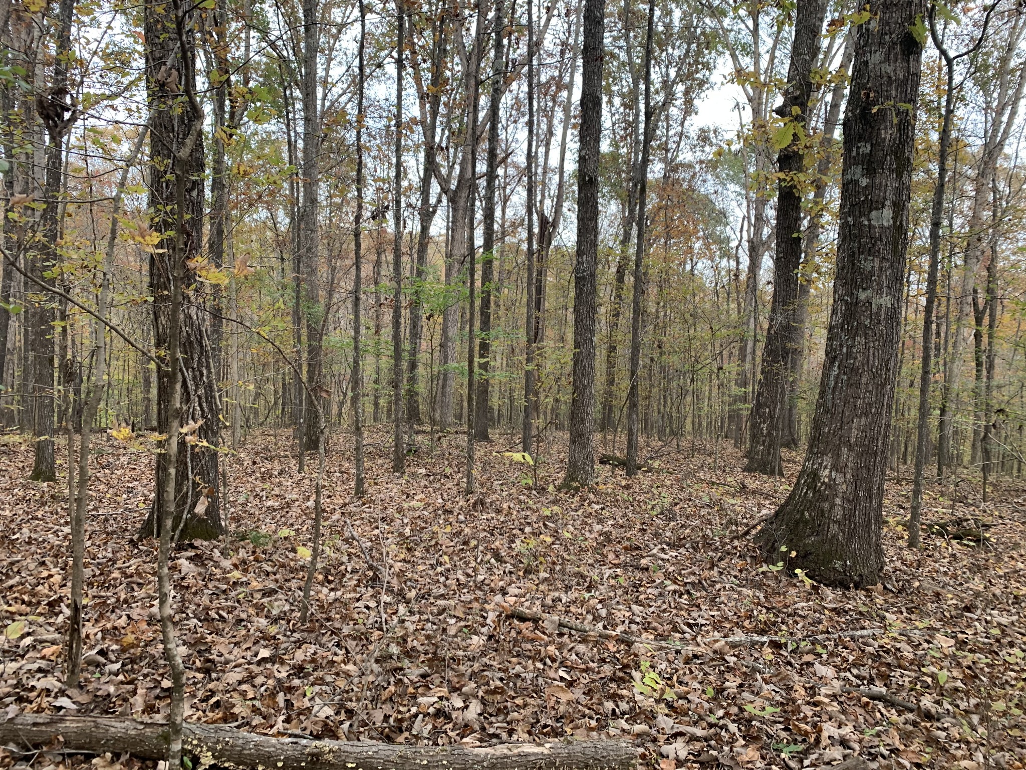 0 Danley Road Iron City, TN 38463 - Photo 13 of 27 Gallery Image 13