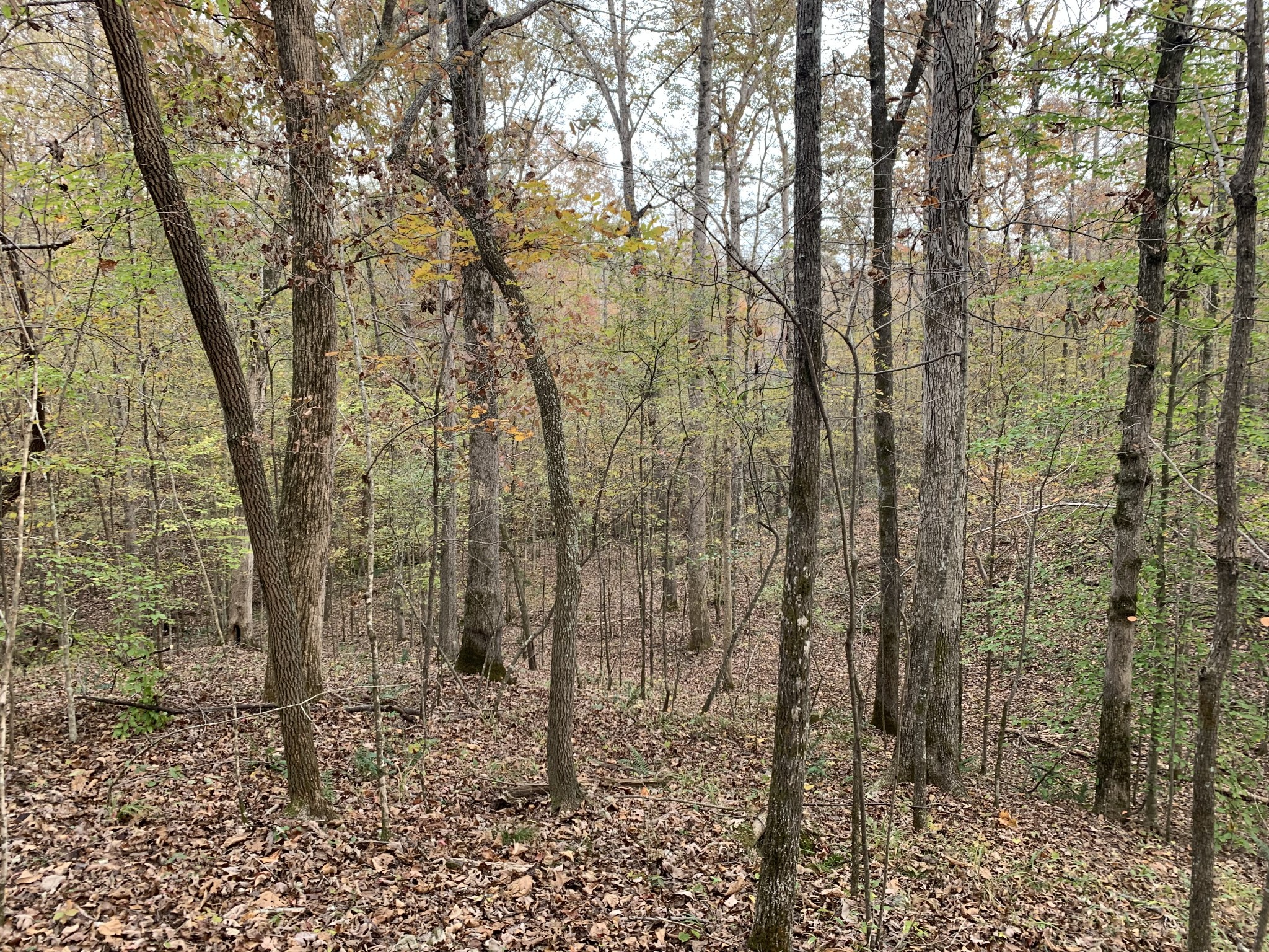 0 Danley Road Iron City, TN 38463 - Photo 16 of 27 Gallery Image 16