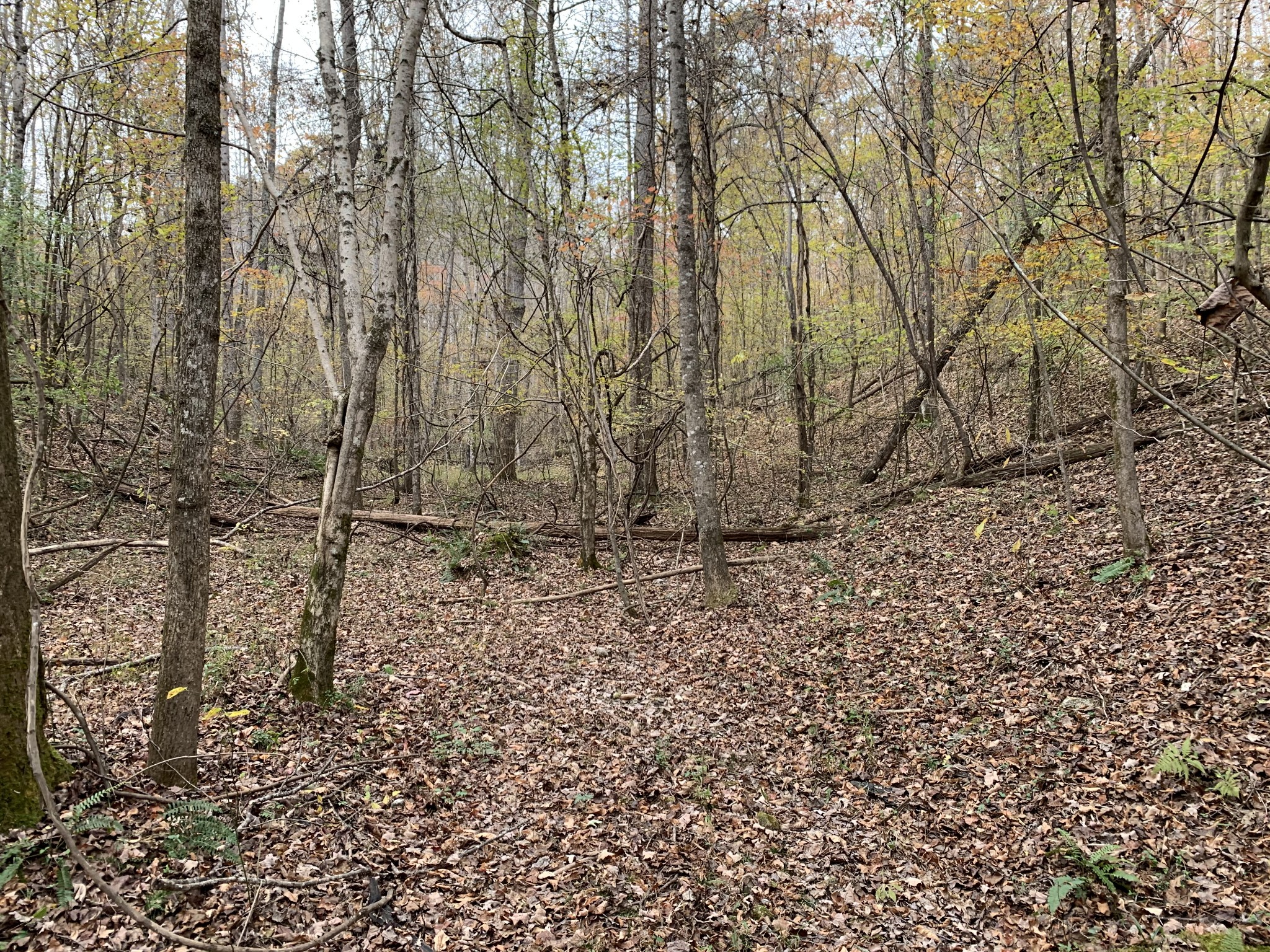 0 Danley Road Iron City, TN 38463 - Photo 23 of 27 Gallery Image 23