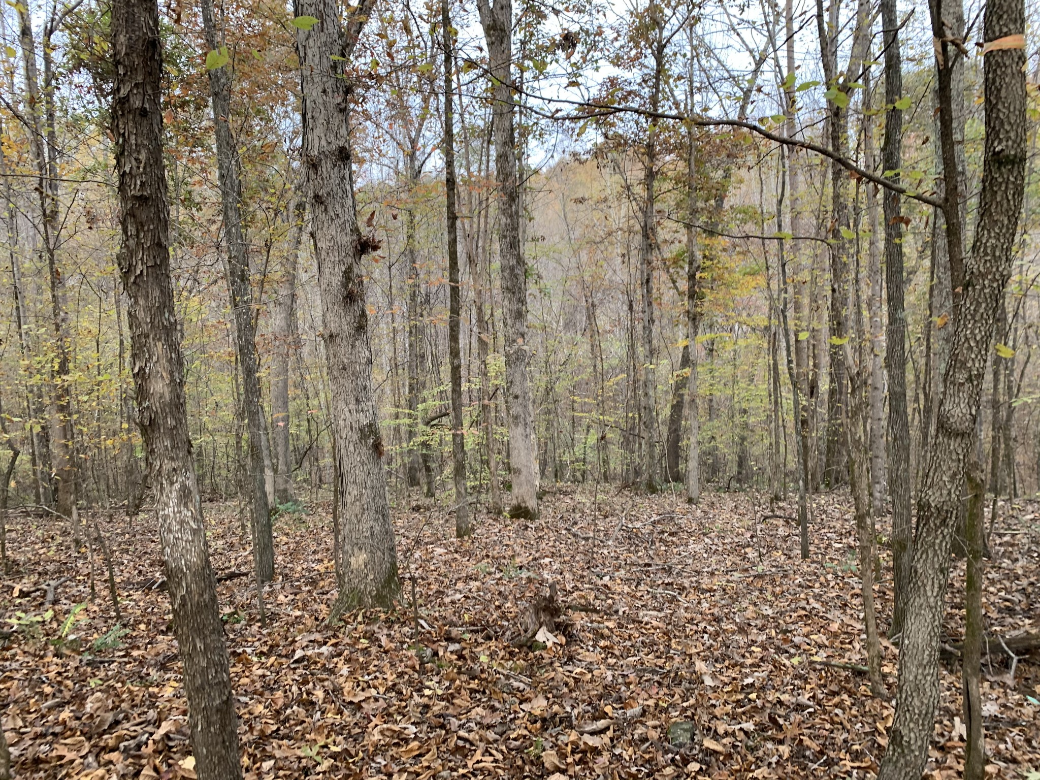 0 Danley Road Iron City, TN 38463 - Photo 25 of 27 Gallery Image 25