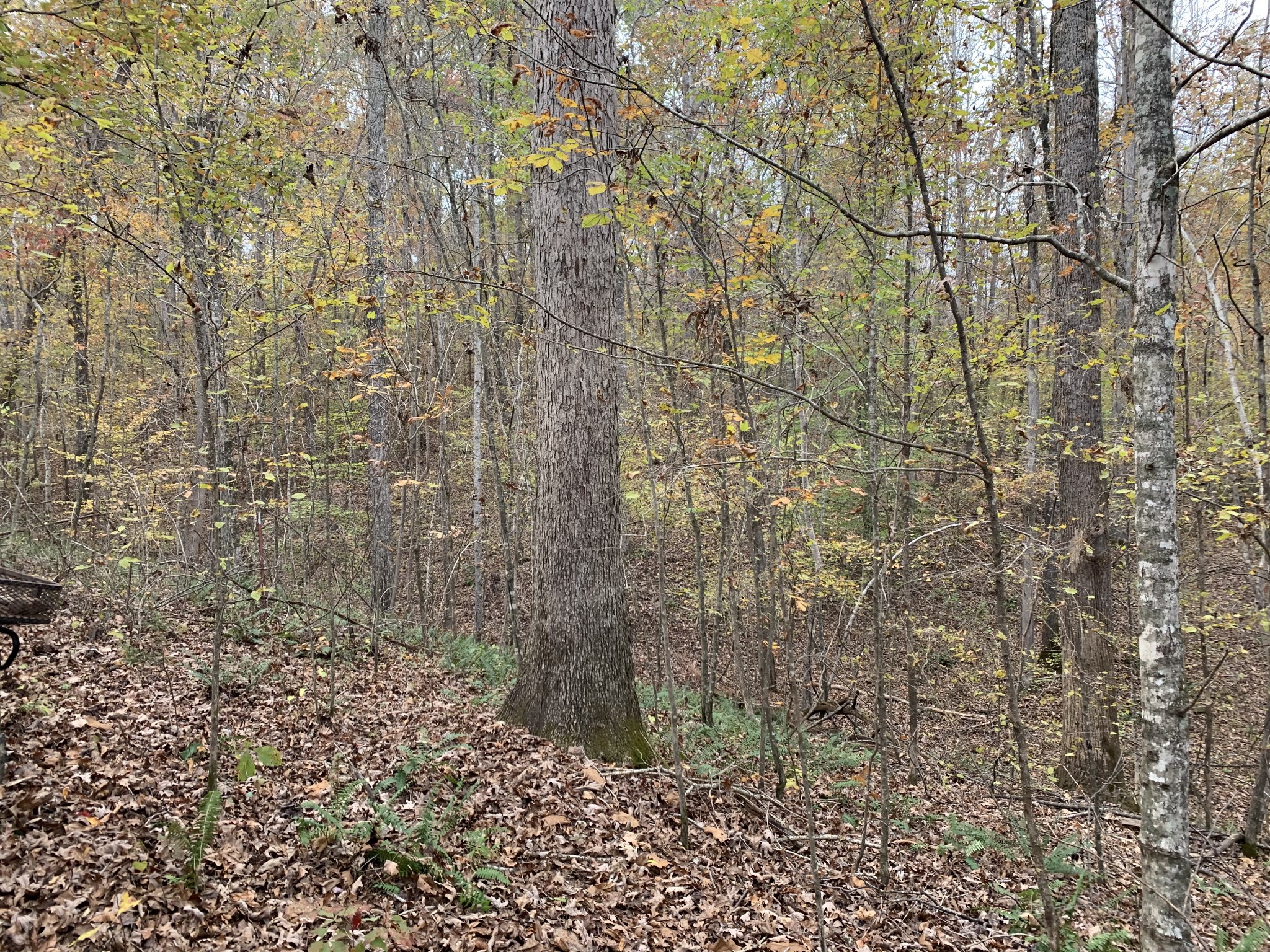 0 Danley Road Iron City, TN 38463 - Photo 7 of 27 Gallery Image 7