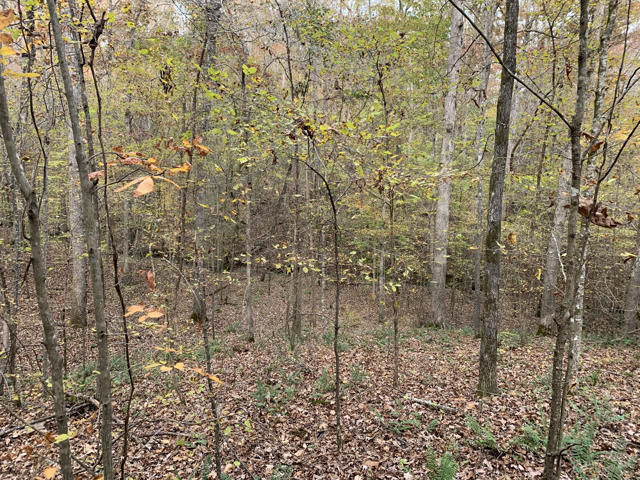 0 Danley Road Iron City, TN 38463 - Photo 9 of 27 Gallery Image 9