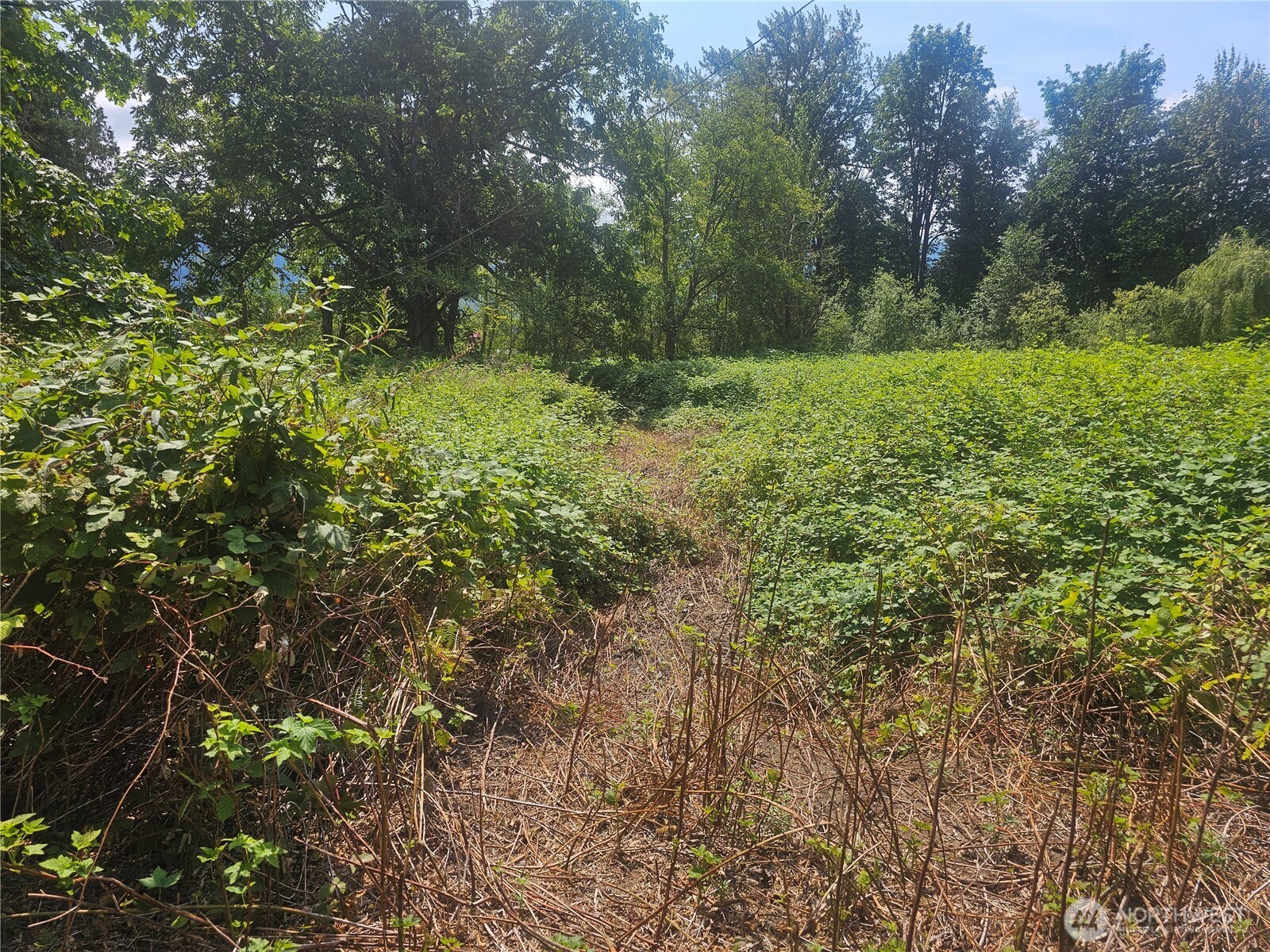 14416 339th Avenue Southeast Gold Bar, WA 98251 - Photo 6 of 13 a view of outdoor space and trees
