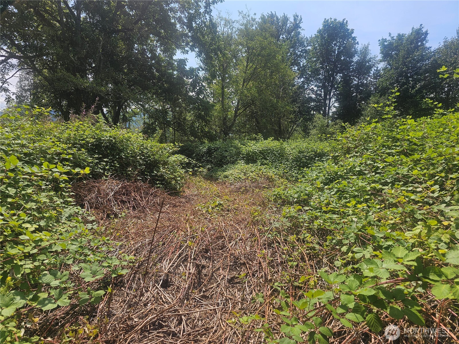 14416 339th Avenue Southeast Gold Bar, WA 98251 - Photo 7 of 13 a view of a large yard with lots of green space