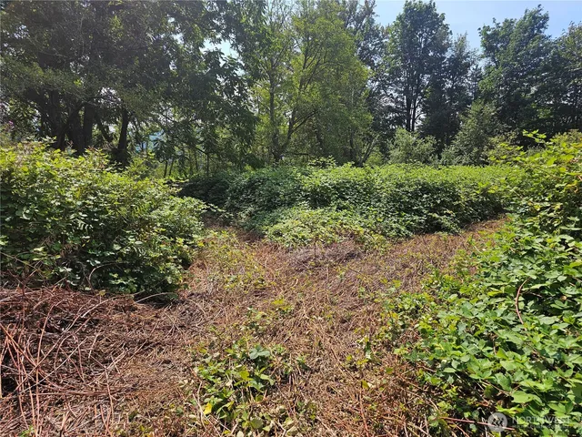 a view of a garden with plants and large trees