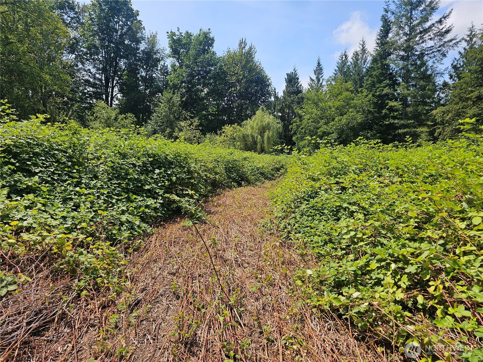 14416 339th Avenue Southeast Gold Bar, WA 98251 - Photo 9 of 13 a view of a garden with a tree
