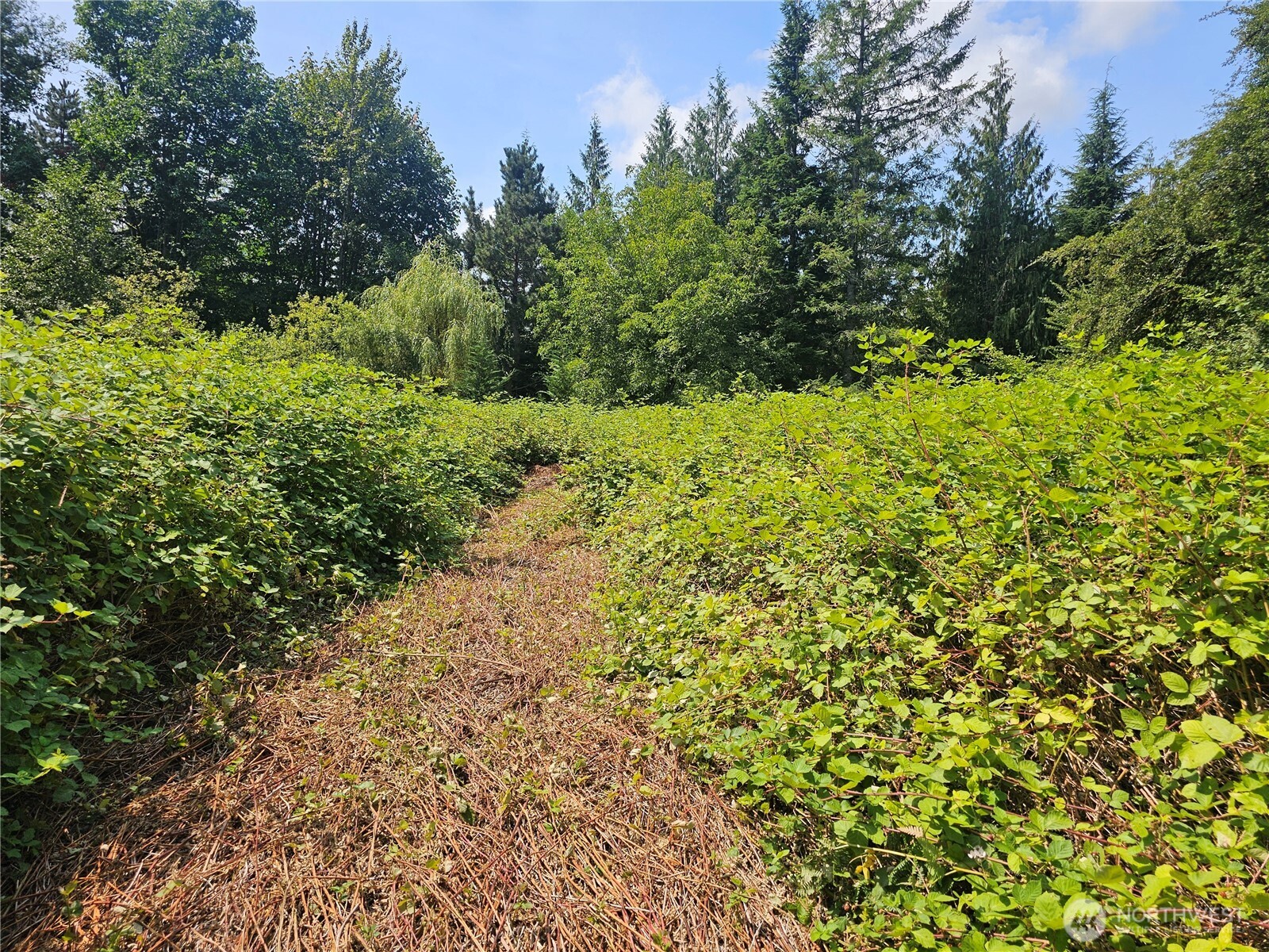 14416 339th Avenue Southeast Gold Bar, WA 98251 - Photo 10 of 13 a view of a garden with plants
