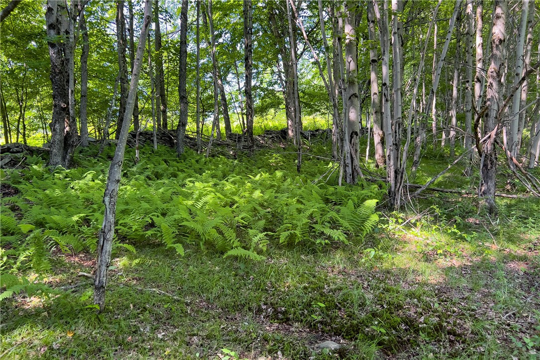 Lot 23 Lynch Road Delhi, NY 13753 - Photo 49 of 50 Gallery Image 49