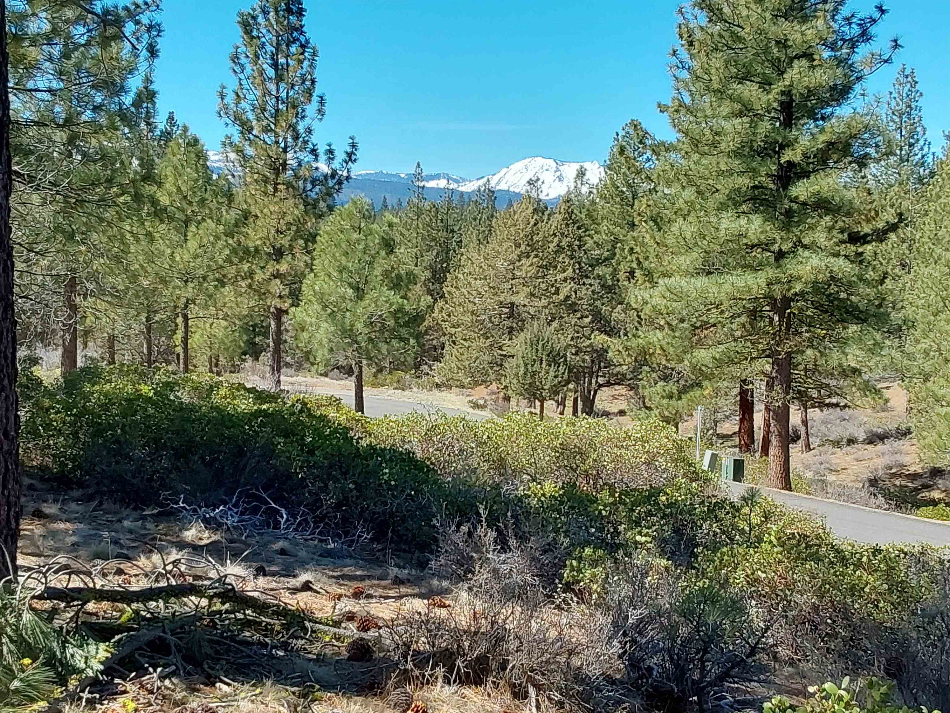 522 Sun Burst Clio, CA 96106 - Photo 3 of 4 a view of a field with trees