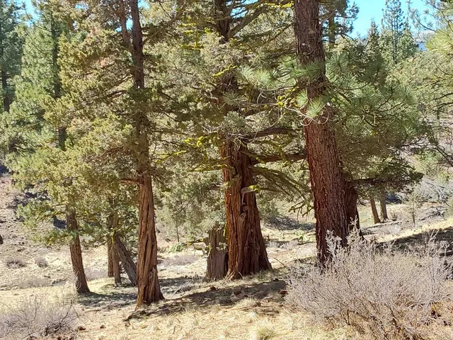 a view of a yard with large trees