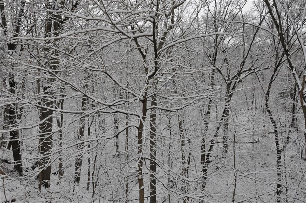612 Waldheim Road Pittsburgh, PA 15215 - Photo 4 of 12 The mature woods give complete privacy to this property