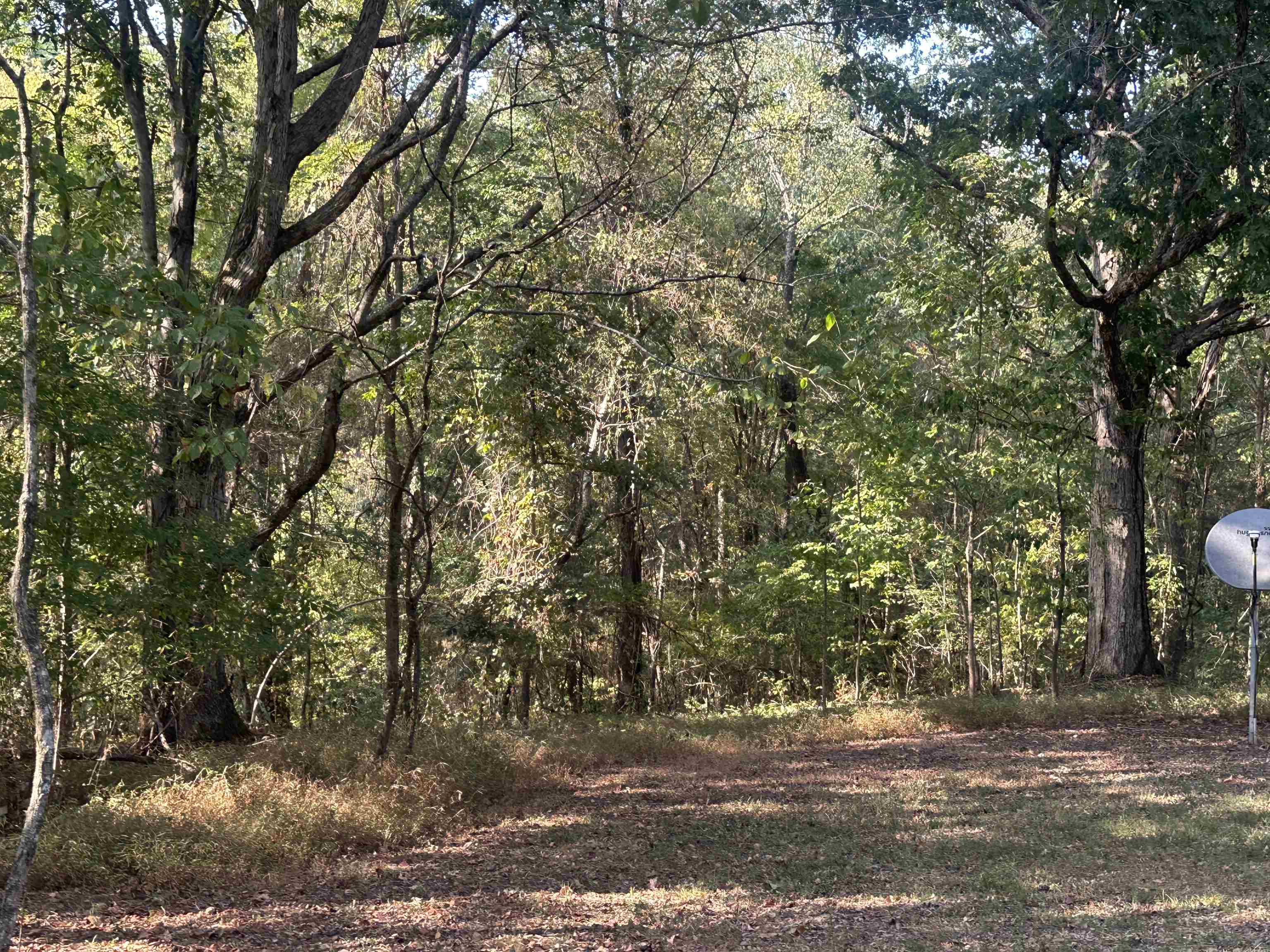 5865 Enville Road Henderson, TN 38340 - Photo 11 of 24 a view of a yard with a tree