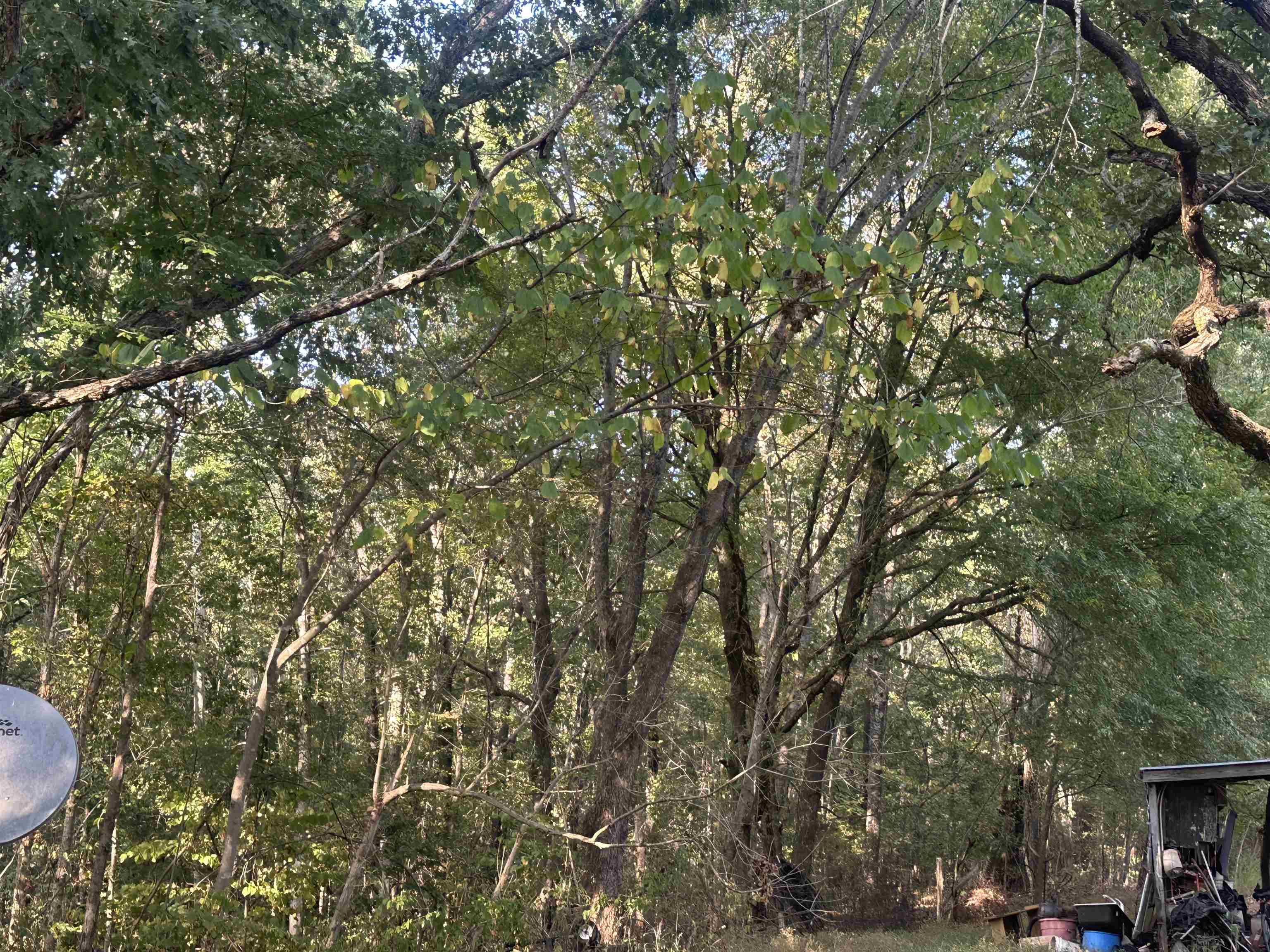 5865 Enville Road Henderson, TN 38340 - Photo 13 of 24 a view of outdoor space and a yard