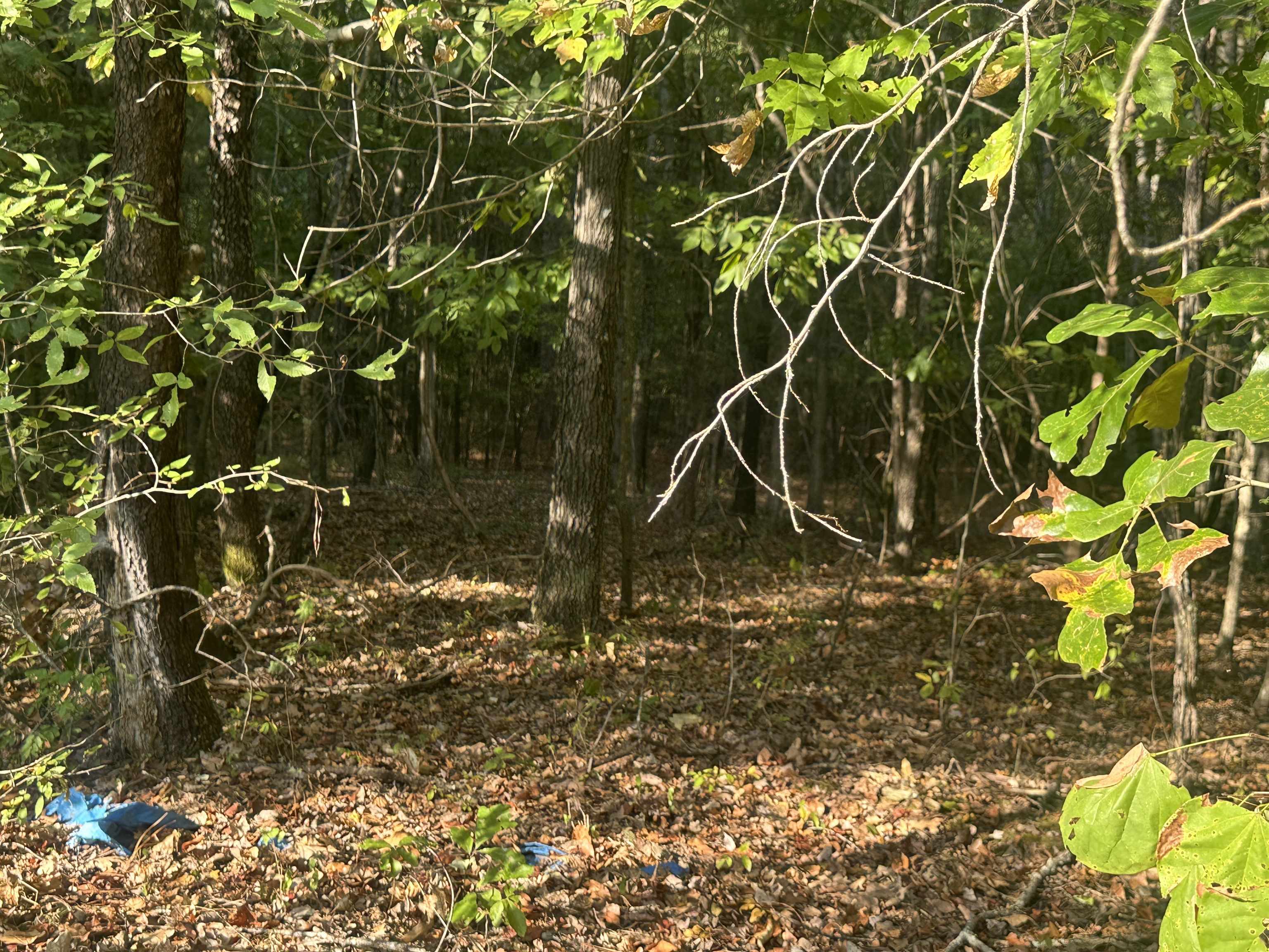 5865 Enville Road Henderson, TN 38340 - Photo 2 of 24 a backyard of a house with lots of green space