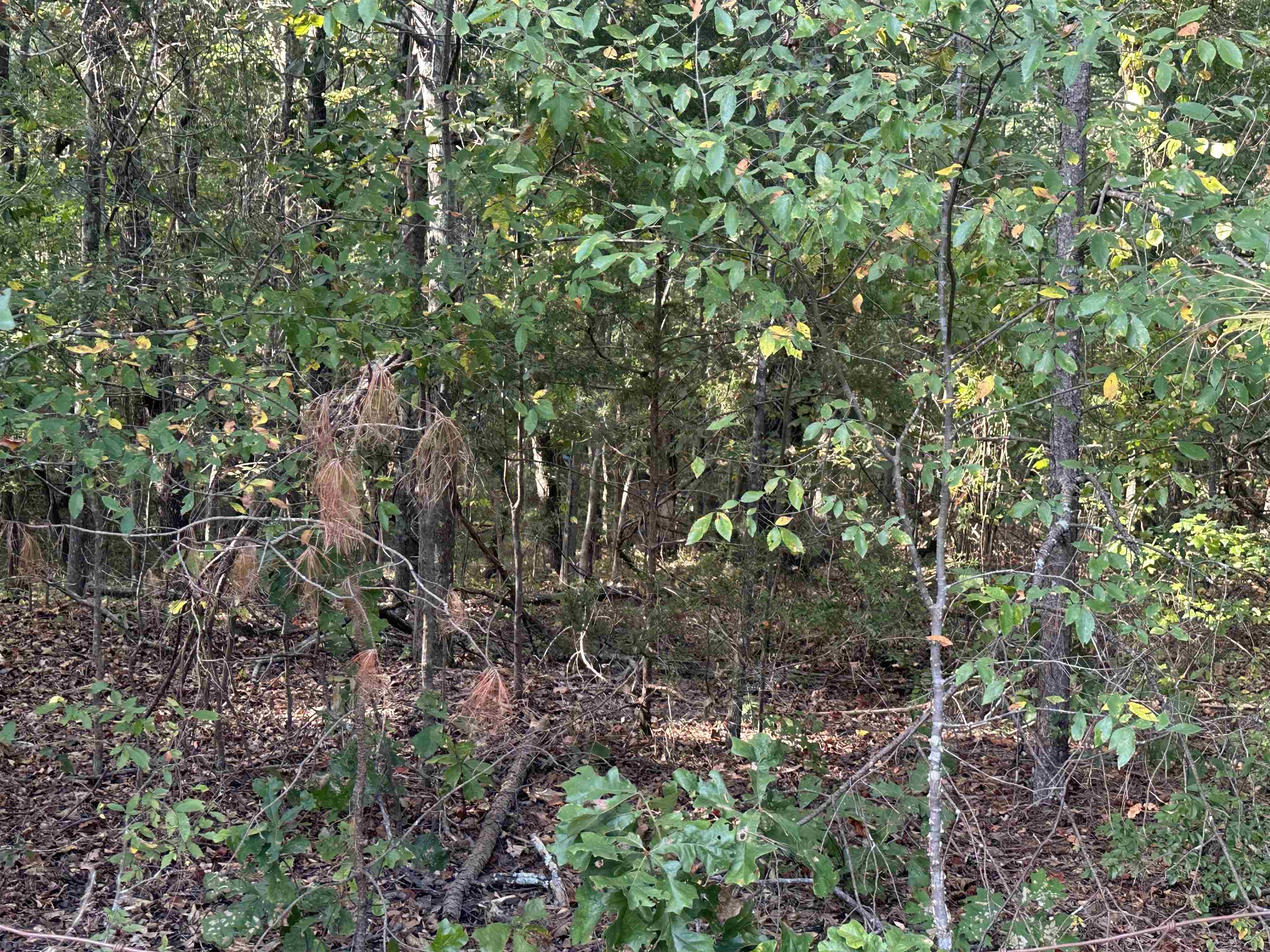 5865 Enville Road Henderson, TN 38340 - Photo 5 of 24 a backyard of a house with lots of plants