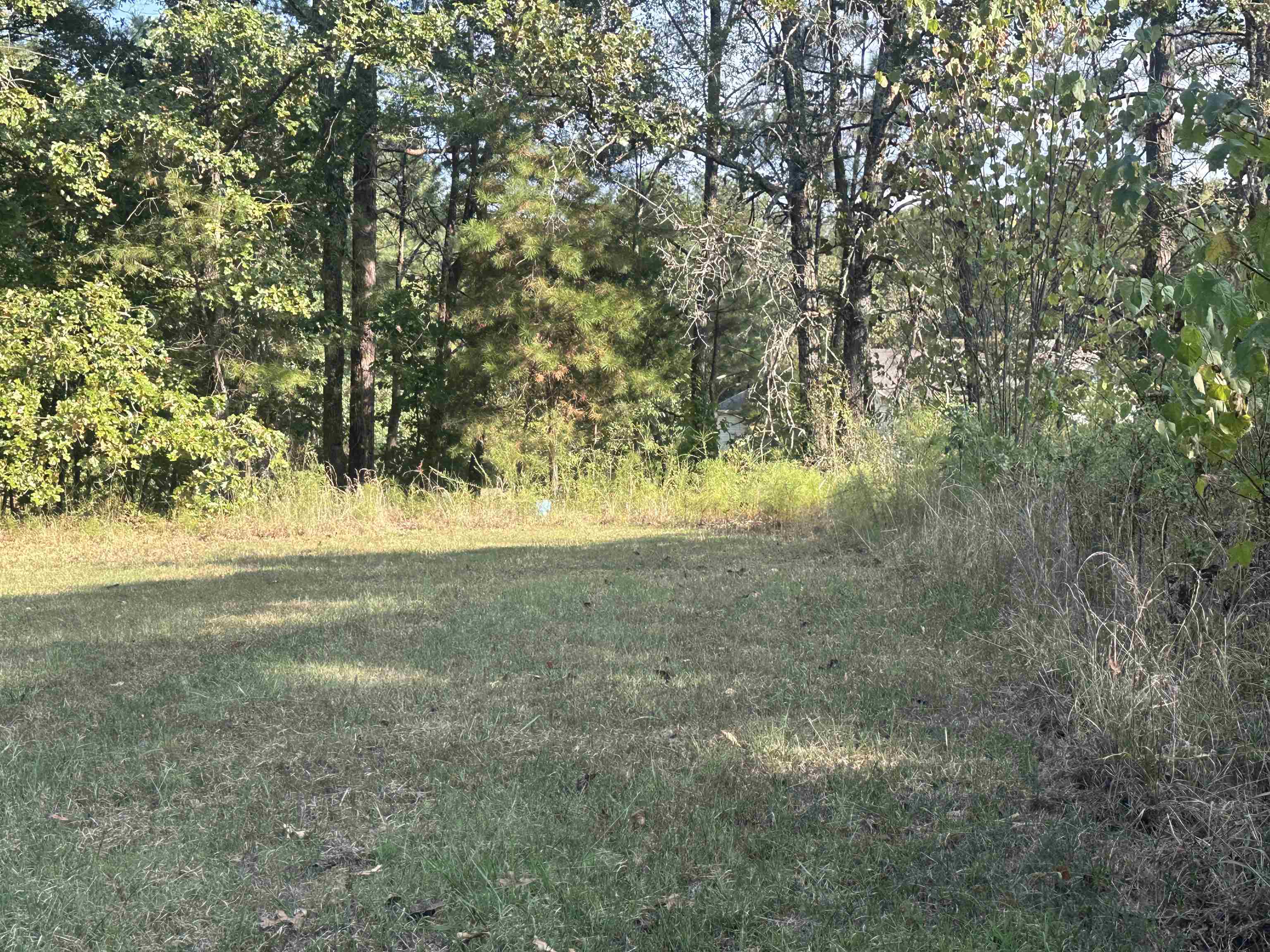 5865 Enville Road Henderson, TN 38340 - Photo 6 of 24 a view of a yard with large trees