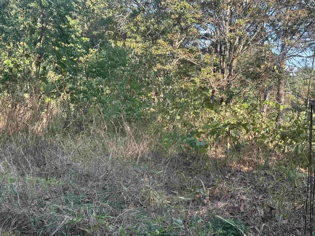 a view of a yard with a tree
