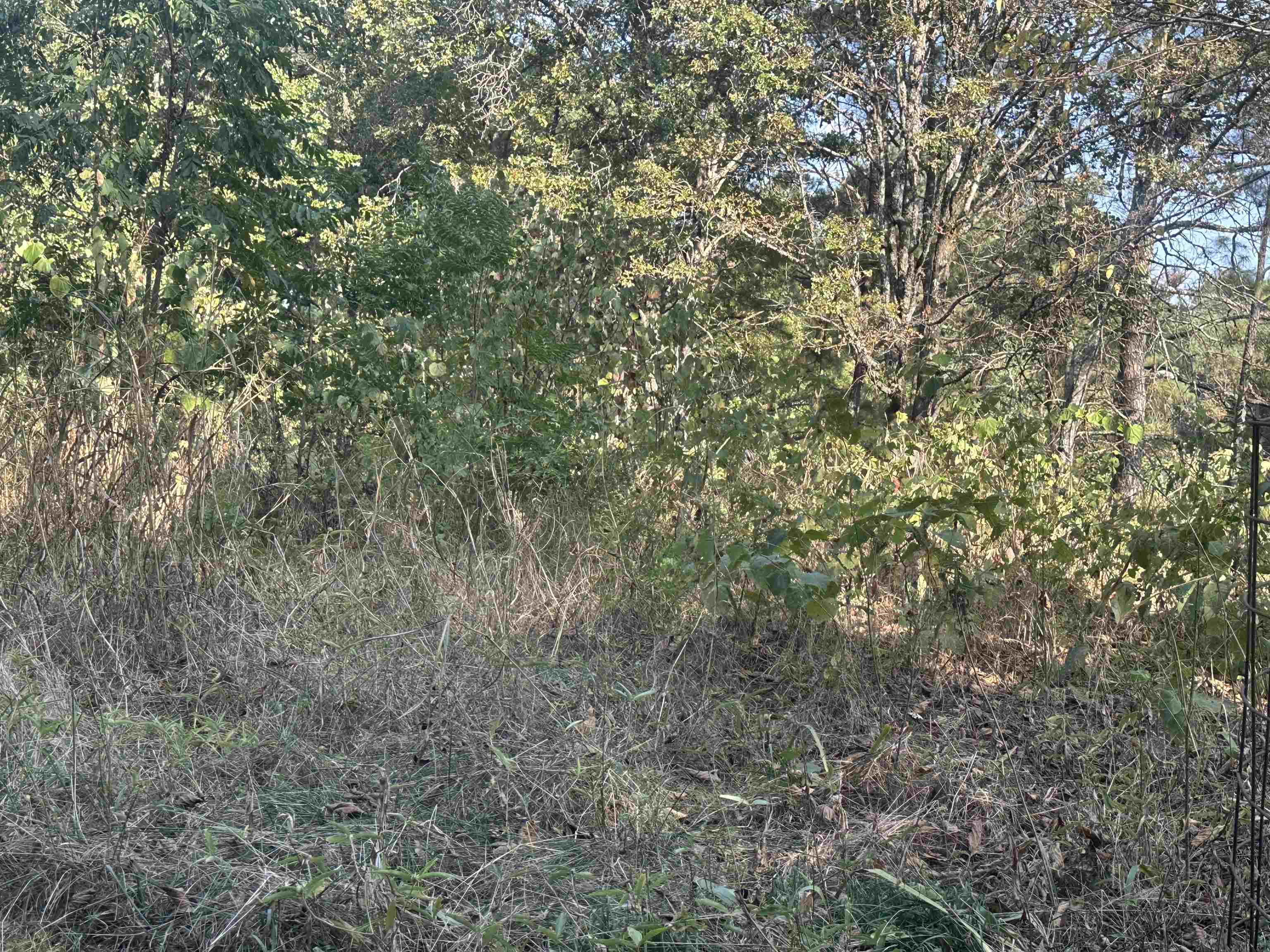 5865 Enville Road Henderson, TN 38340 - Photo 8 of 24 a view of a yard with a tree