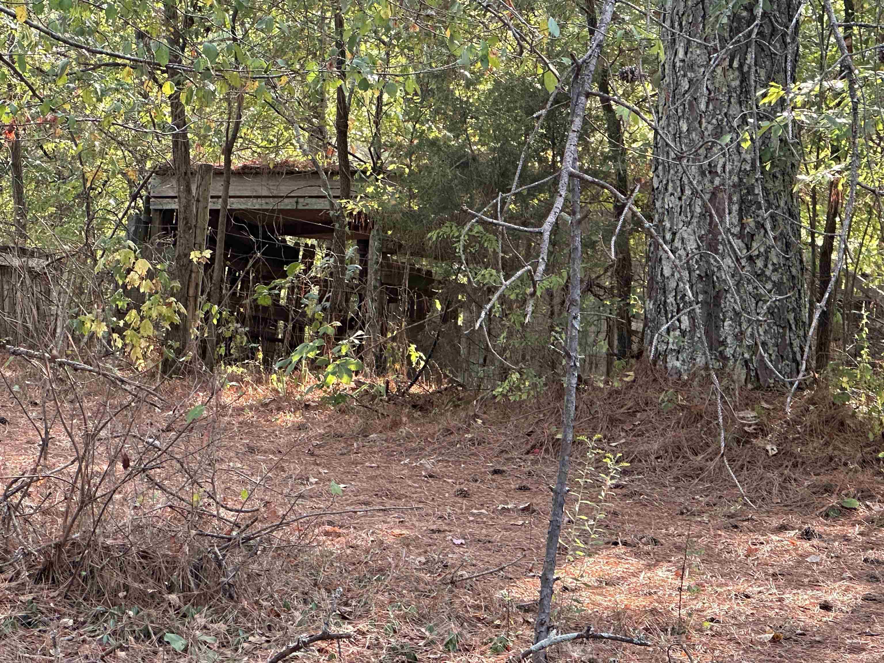 5865 Enville Road Henderson, TN 38340 - Photo 9 of 24 a view of street and trees