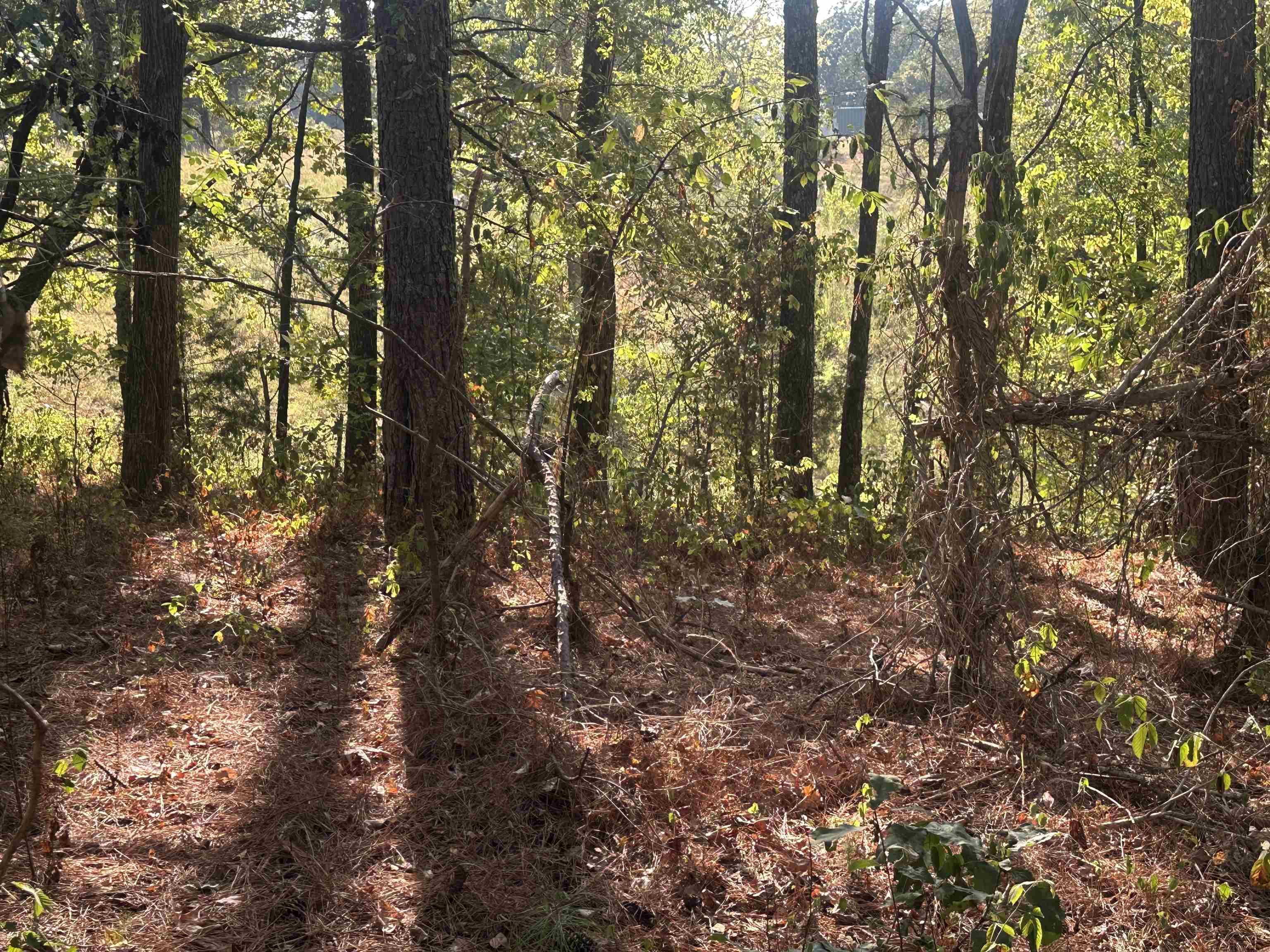 5865 Enville Road Henderson, TN 38340 - Photo 10 of 24 a view of a forest with lots of trees