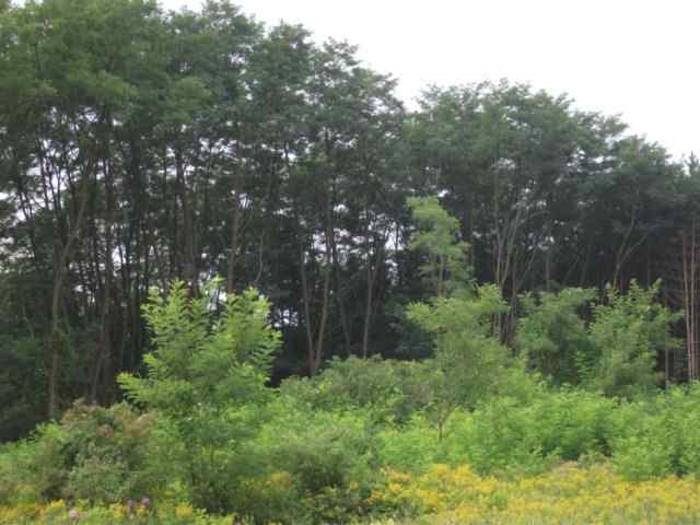 Lot 2 Little Chicago Road Stevens Point, WI 54481 - Photo 1 of 1