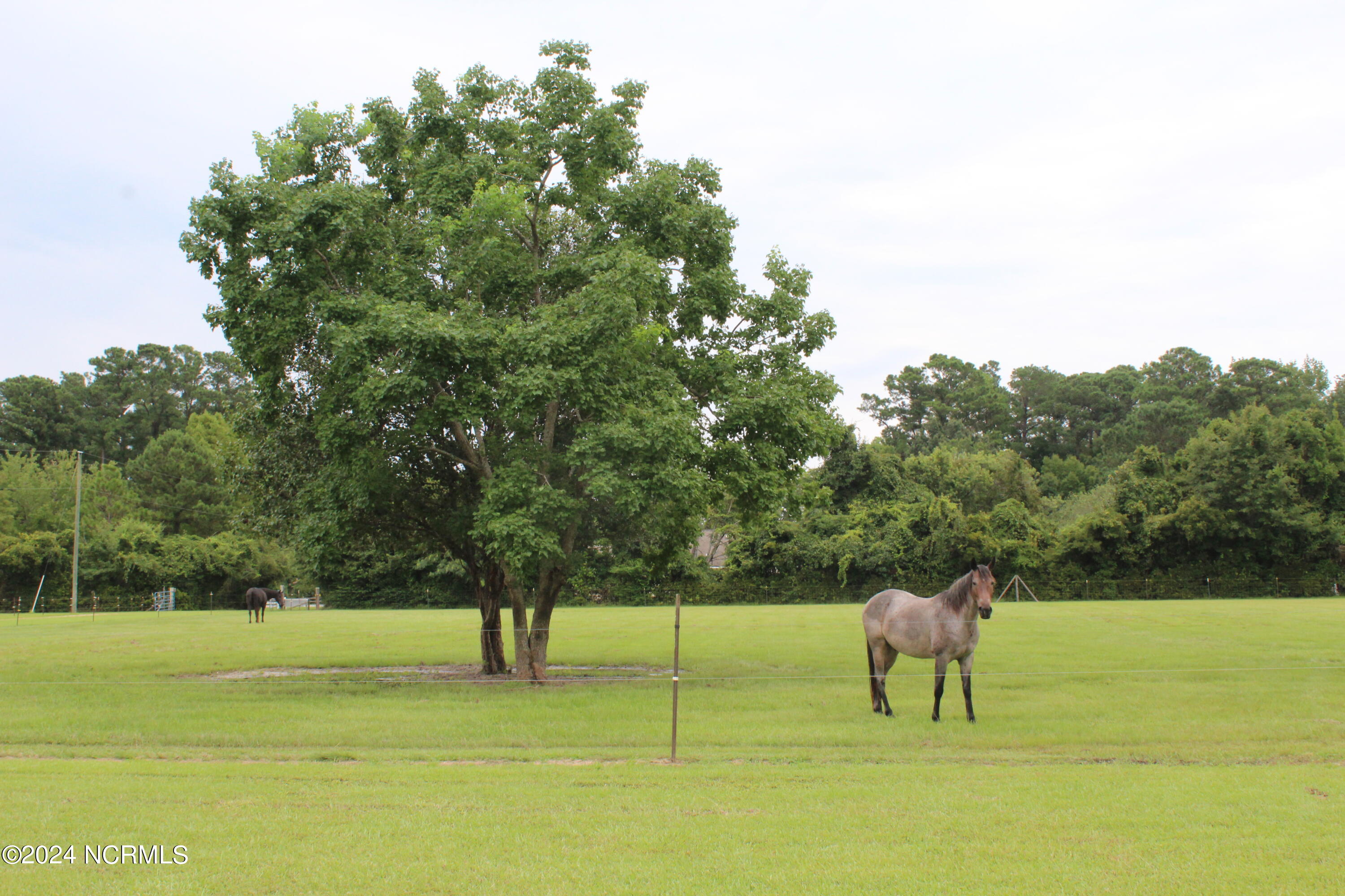 4507 Rivershore Drive New Bern, NC 28560 - Photo 3 of 71 pasture 1 View 1