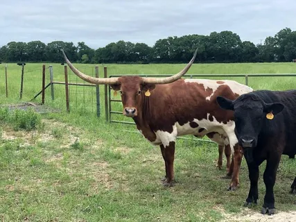 $399,500 | 12521 Sue Lane, Godley, TX 76044