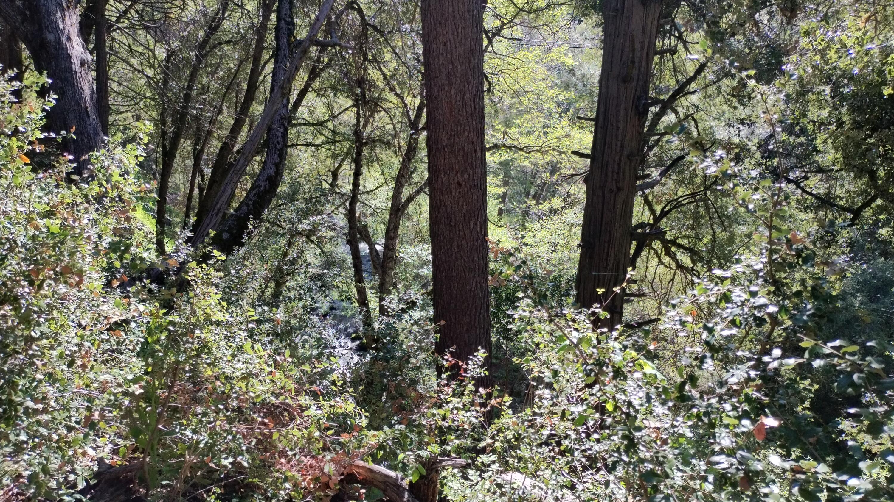 1693 Forest Rte 21S94 Camp Nelson, CA 93265 - Photo 68 of 86 58.3-The river is a steep drop from the