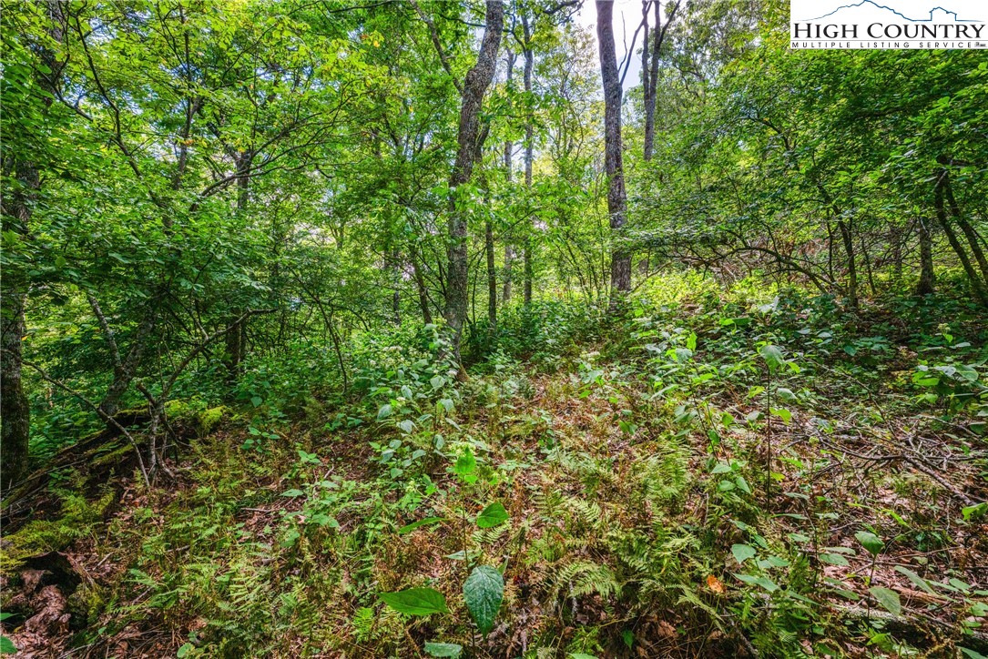 Lot 15 Boone Ridge Lane Boone, NC 28607 - Photo 6 of 16 a view of yard