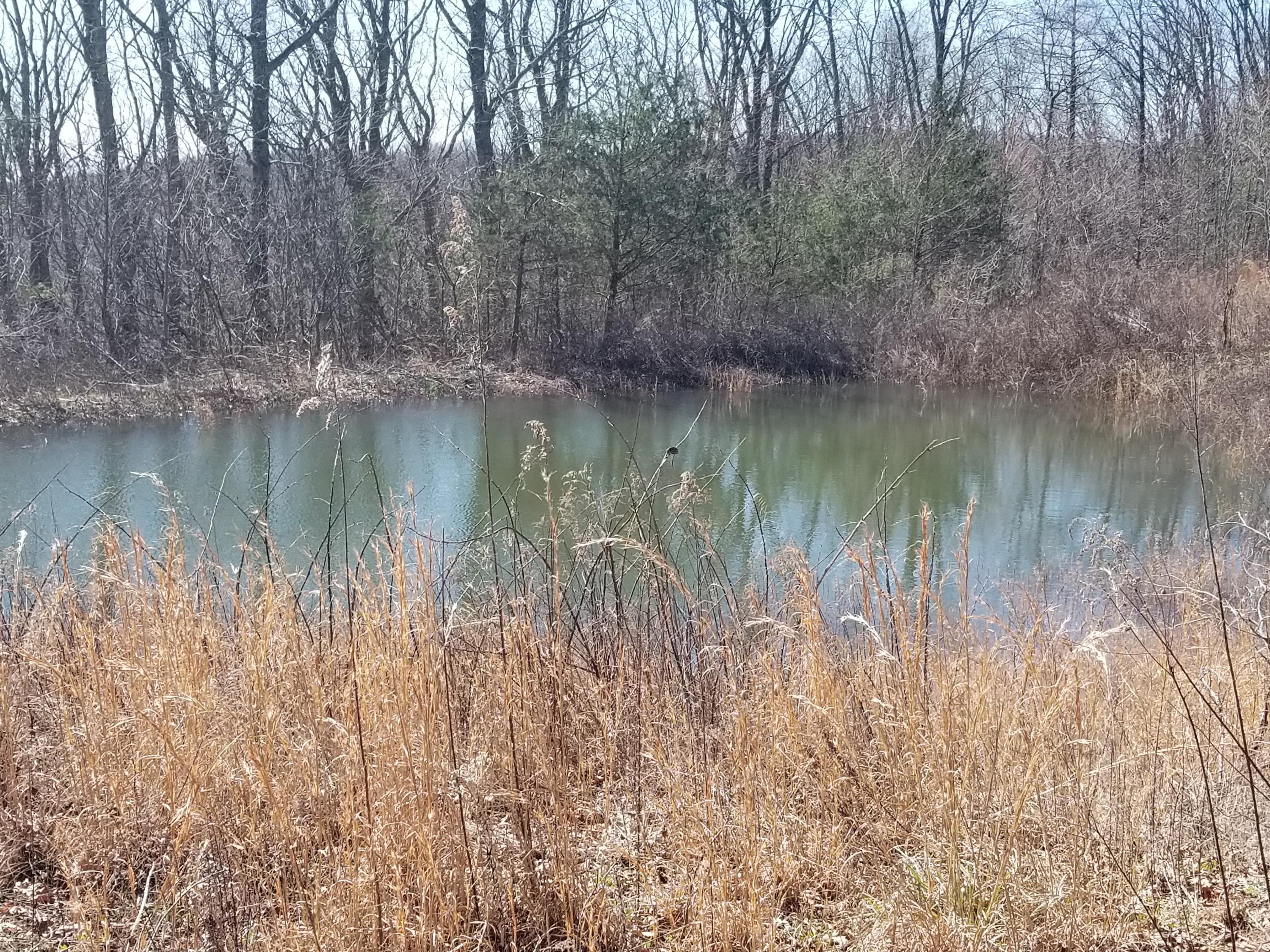 1418 Raccoon Ridge Road Spring City, TN 37381 - Photo 15 of 26 2nd pond