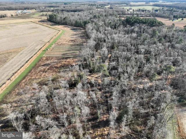 a view of a forest with trees in the background