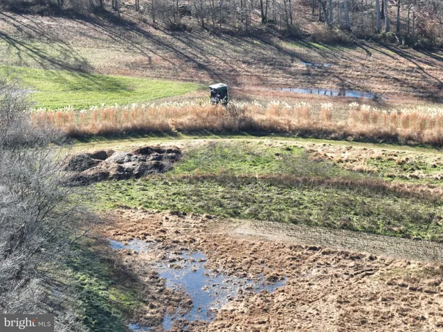 a view of a yard with palm trees