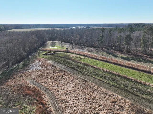 a view of a forest filled with trees