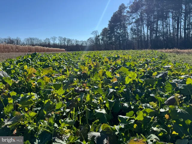 $795,000 | 0 Sandtown Road, Felton, DE 19943