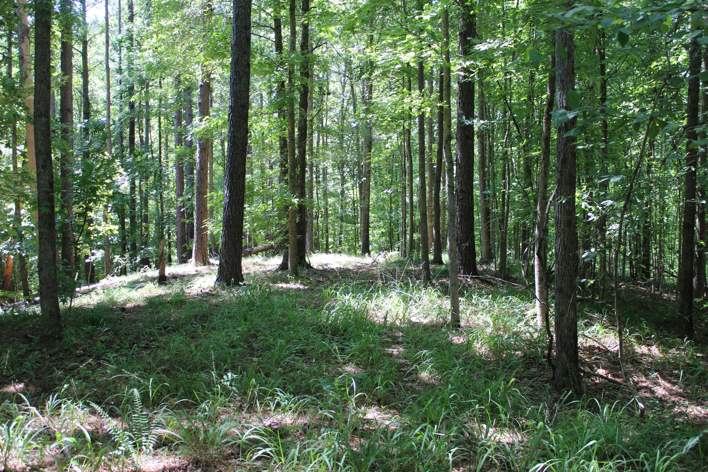 Parcel 'a' Eagle Port Road Quinton, AL 35130 - Photo 8 of 11 Gallery Image 8