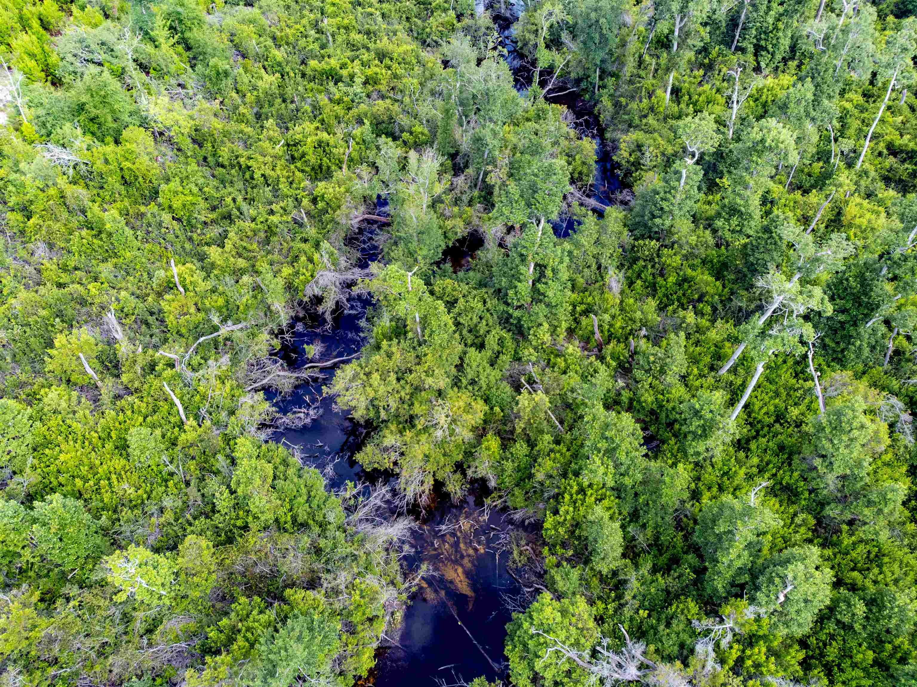 Tbd Tbd Baker Road Altha, FL 32421 - Photo 1 of 42 Gallery Image 1