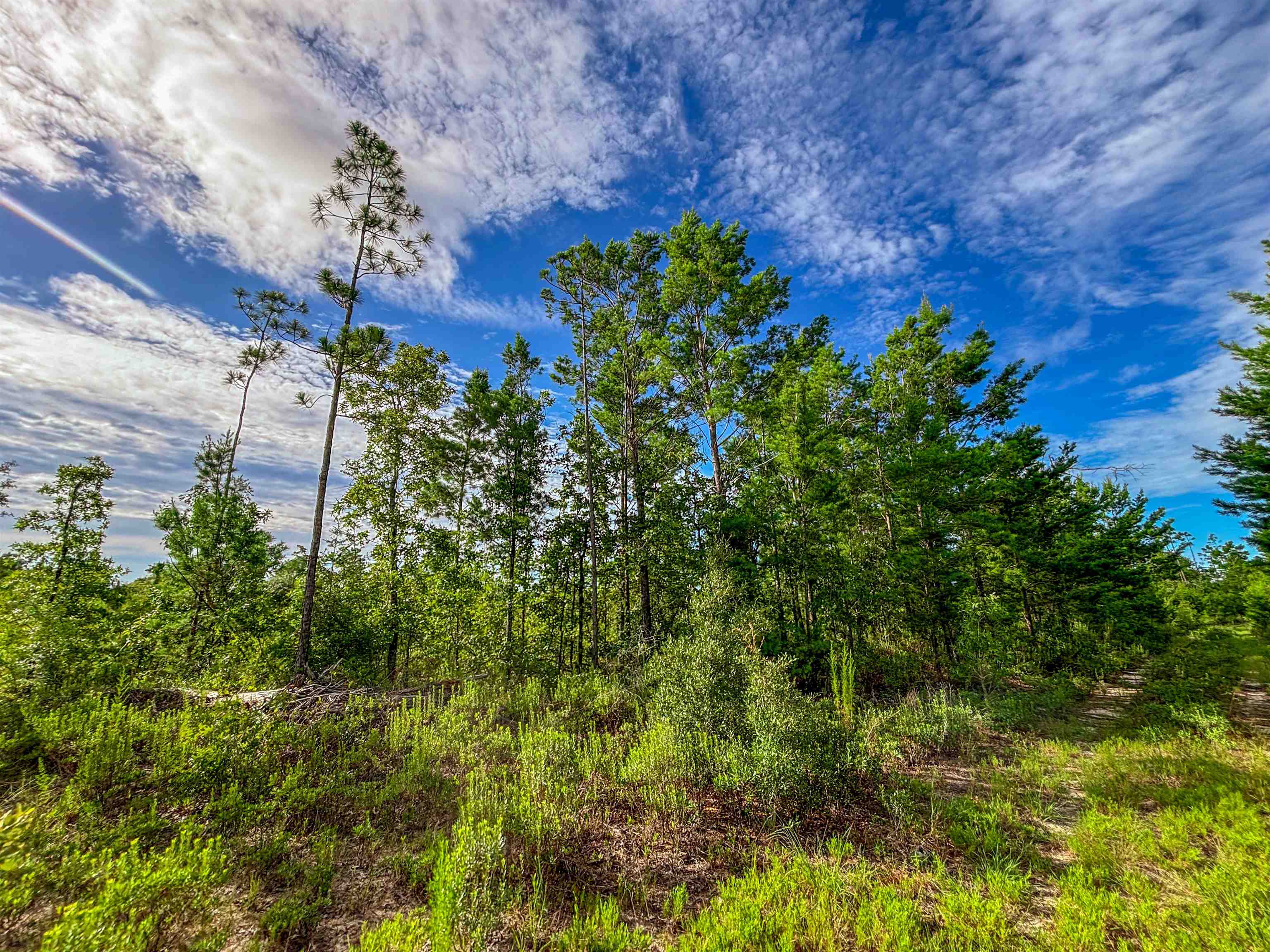 Tbd Tbd Baker Road Altha, FL 32421 - Photo 25 of 42 Gallery Image 25